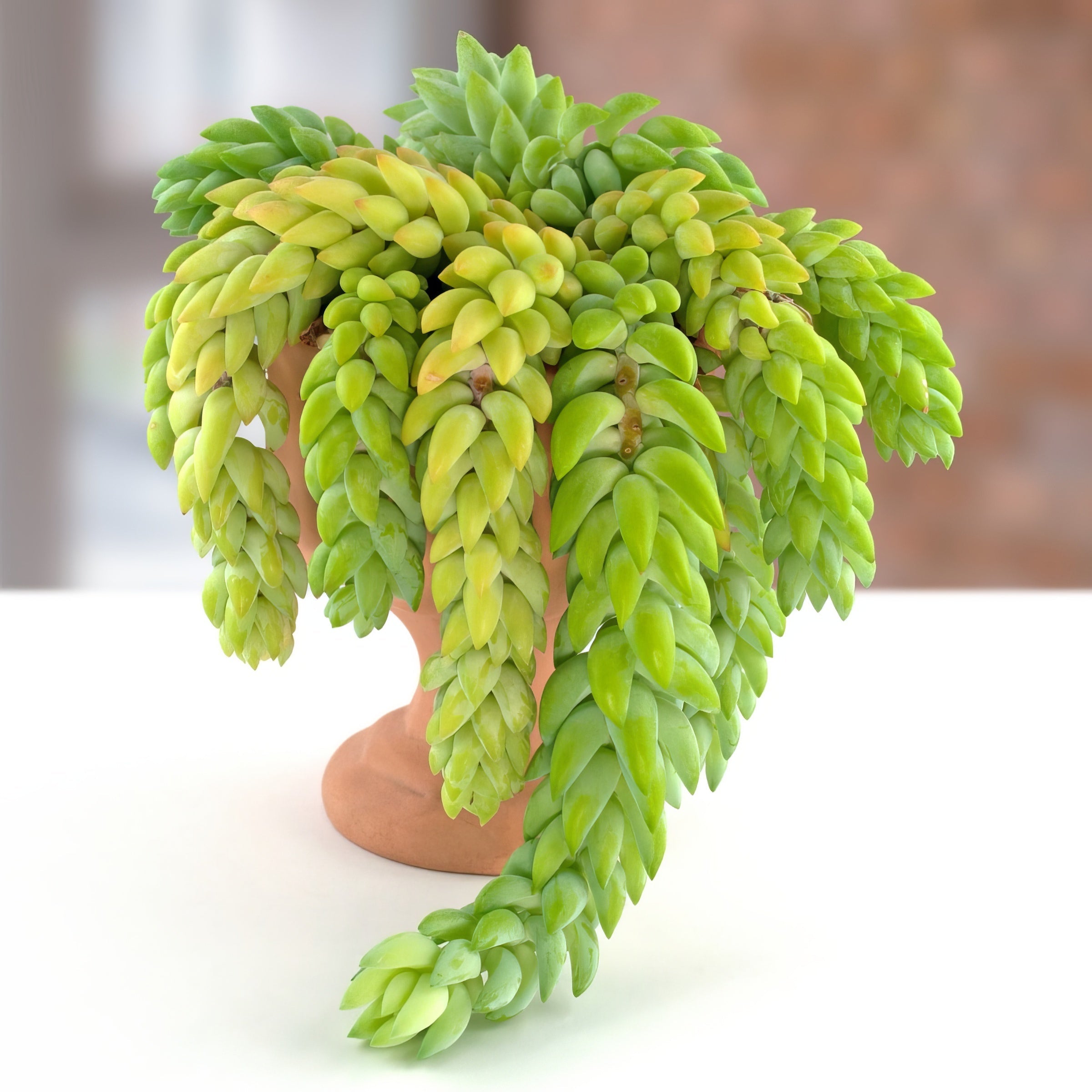 Sedum 'Burrito' - 8" Hanging Basket  (PICK UP ONLY)