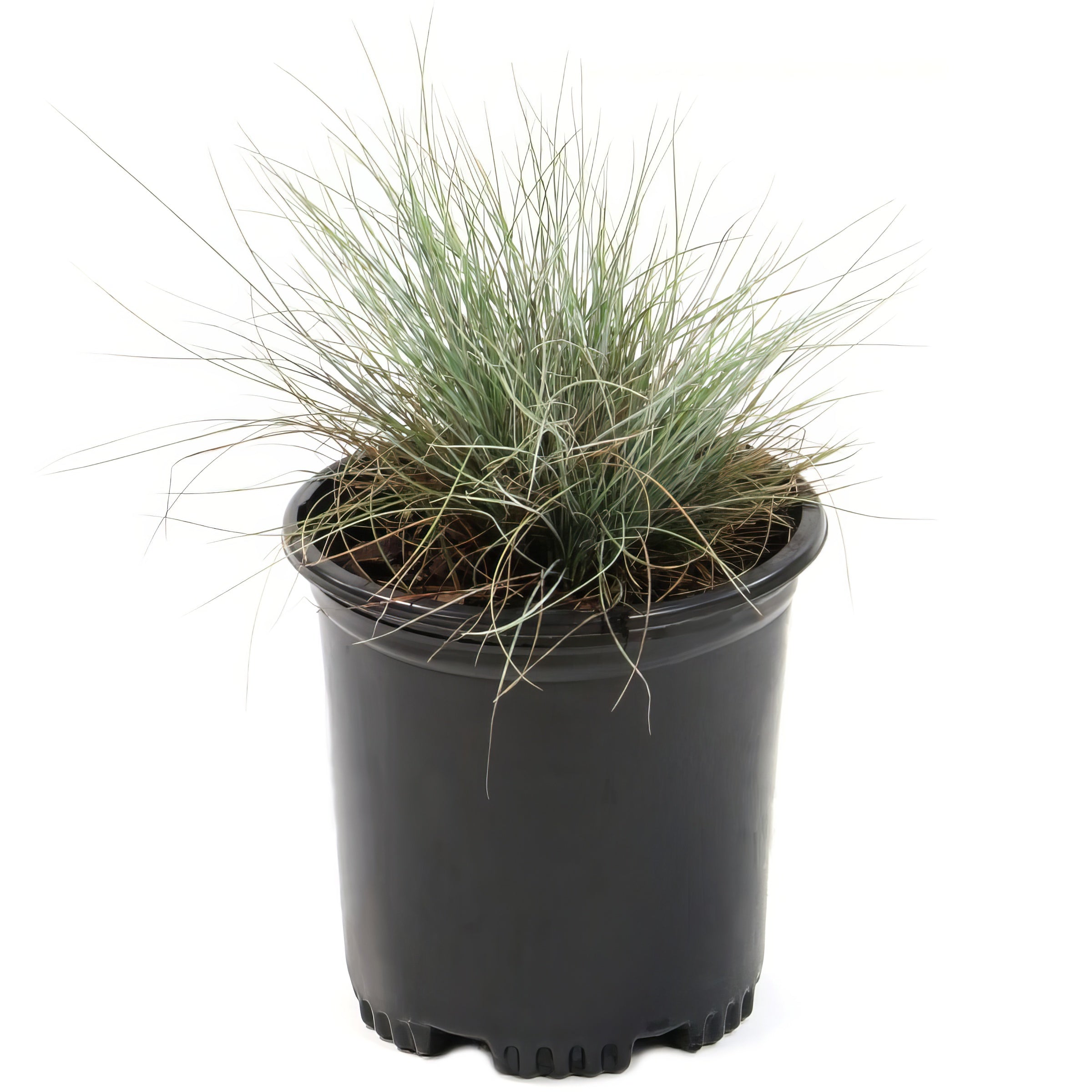 Elijah Blue' Fescue - 4" Pot, SPRING PREORDER