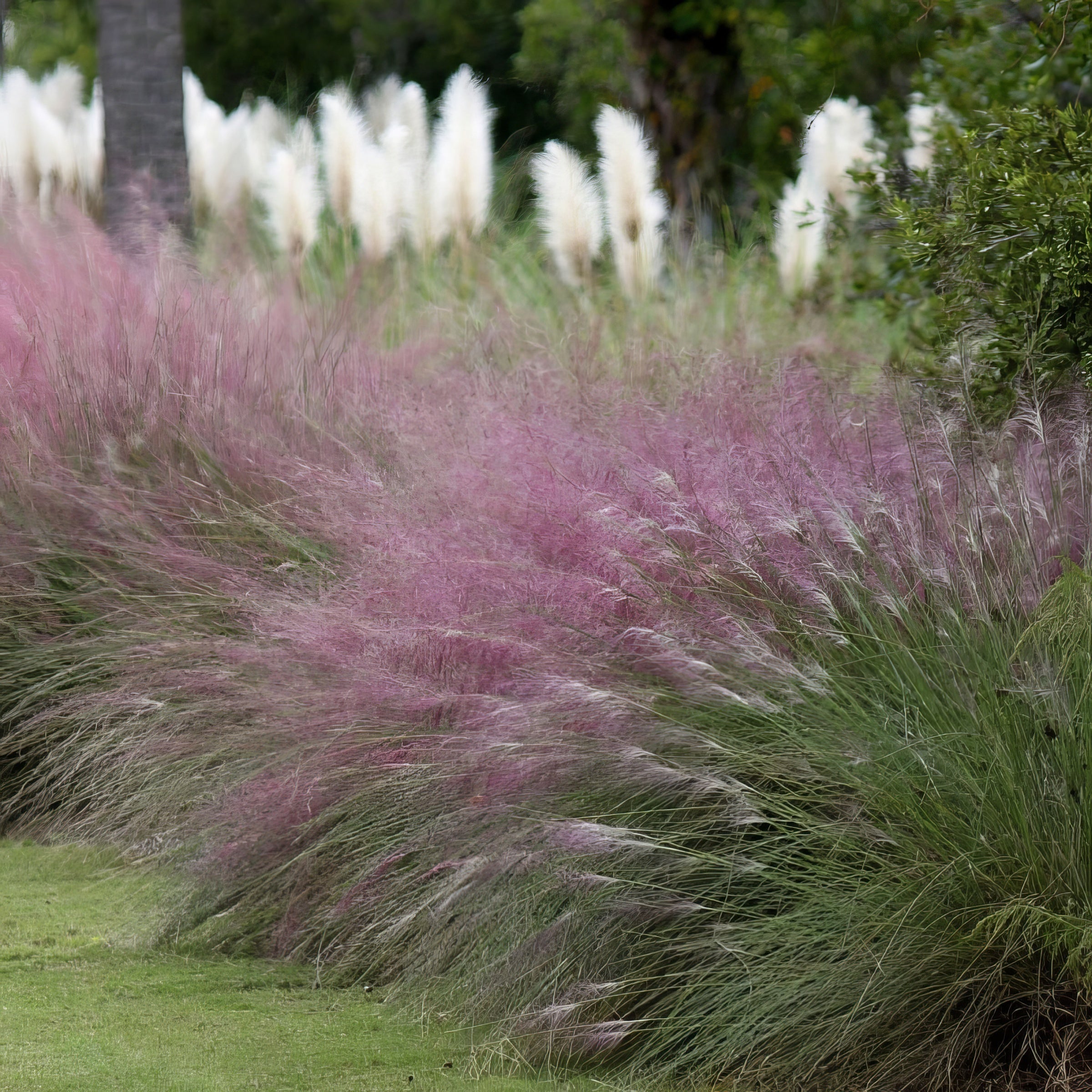Pink Muhly Grass - 4" Pot - Plant with Purpose® Collection