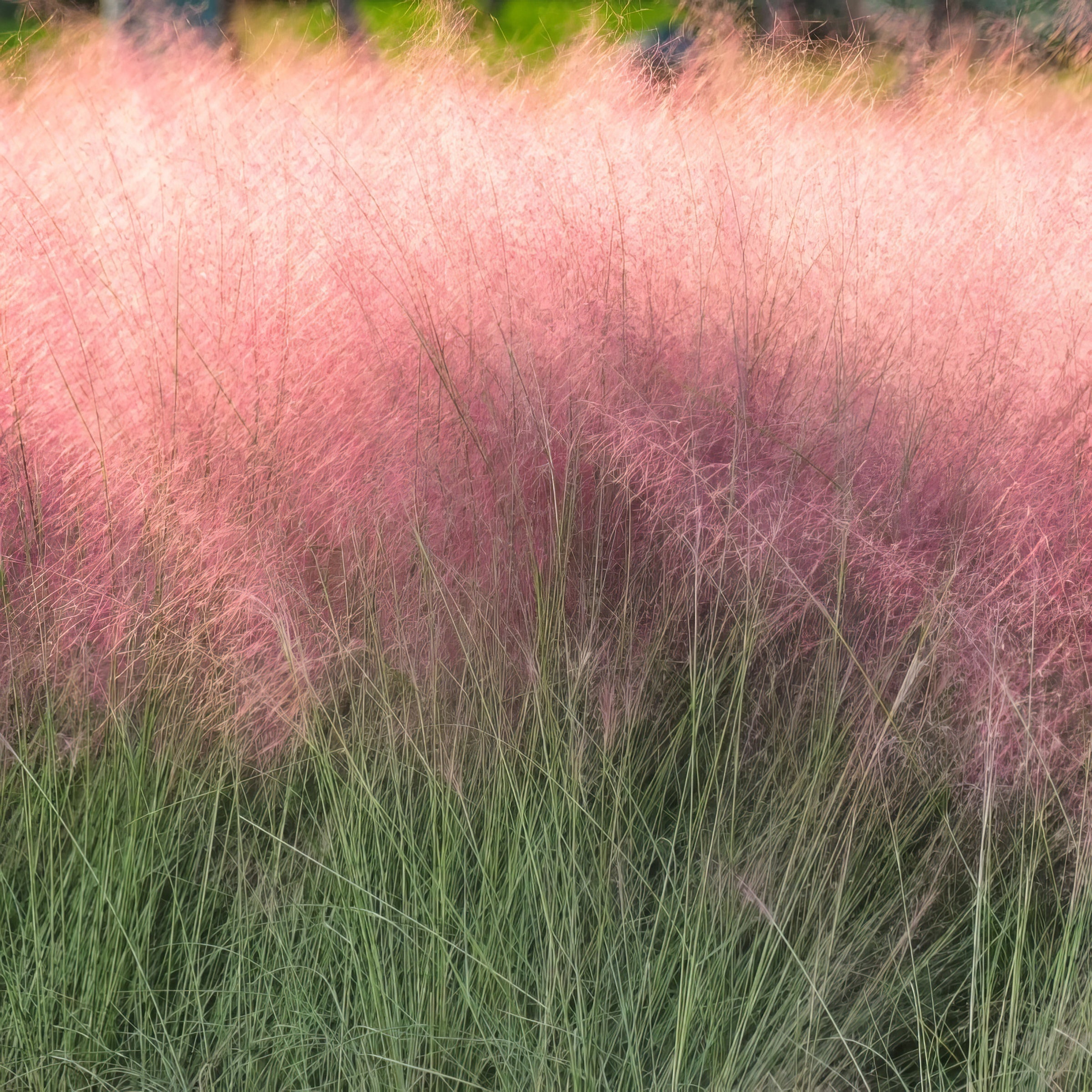 Pink Muhly Grass - 4" Pot - Plant with Purpose® Collection