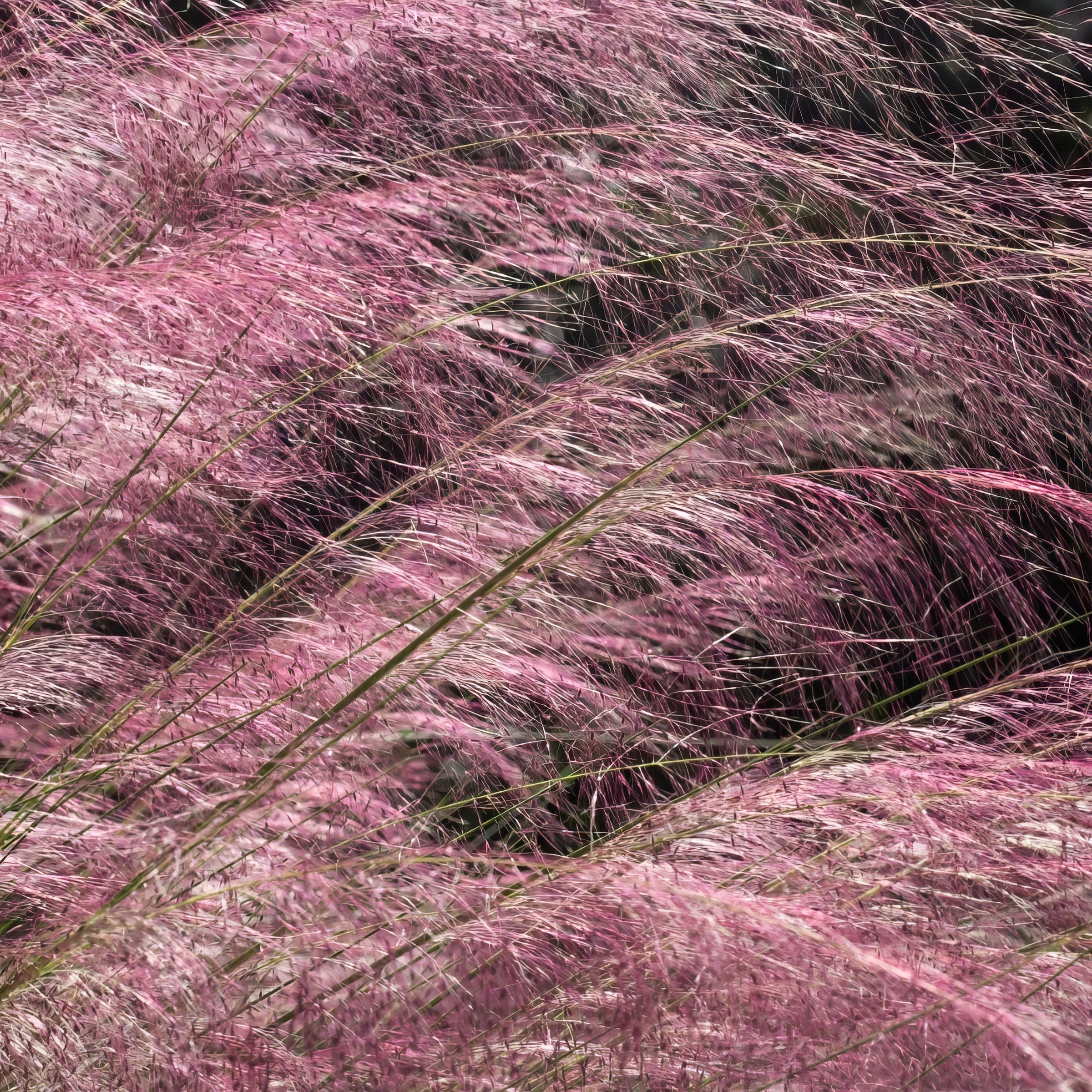 Pink Muhly Grass - 4" Pot - Plant with Purpose® Collection