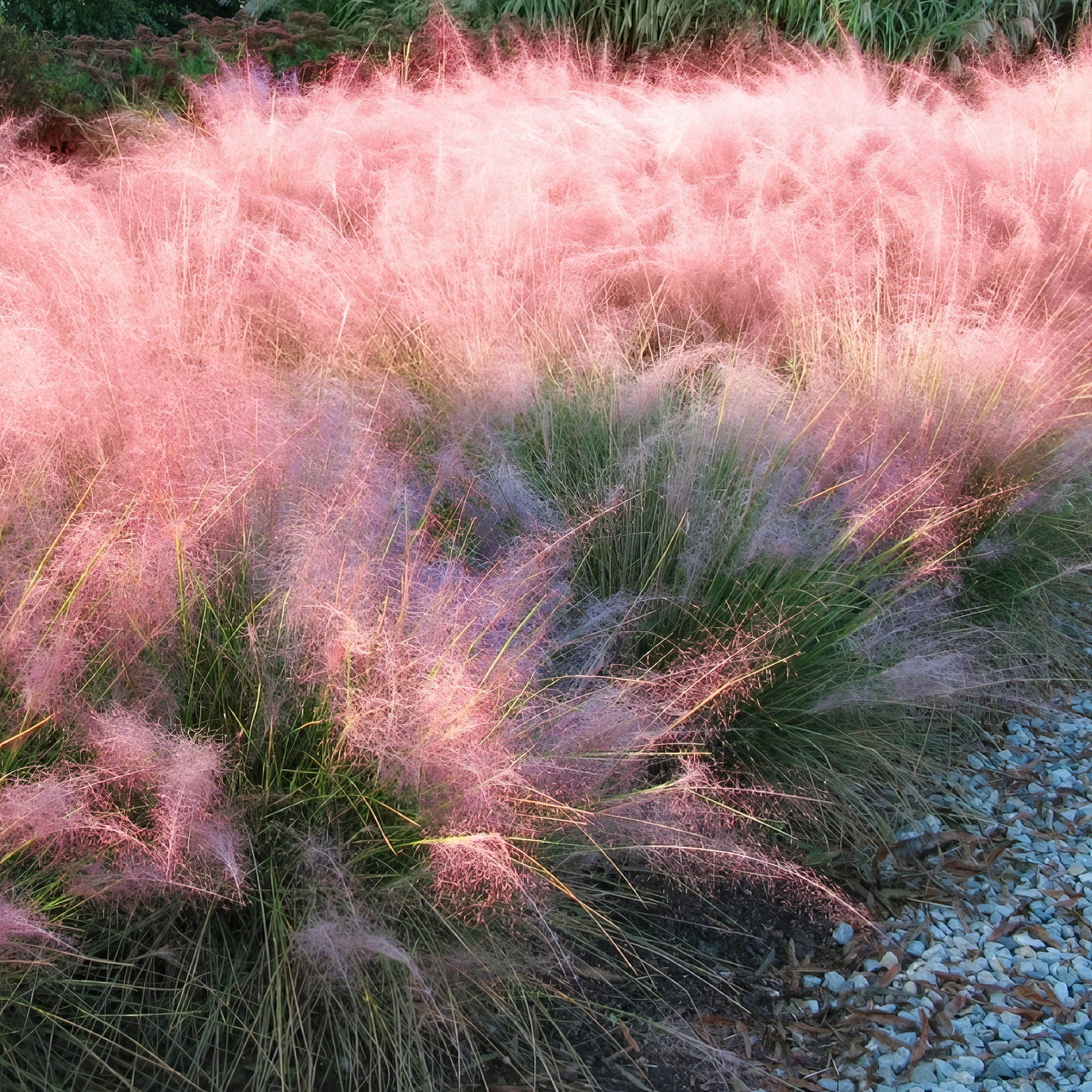 Pink Muhly Grass - 4" Pot - Plant with Purpose® Collection