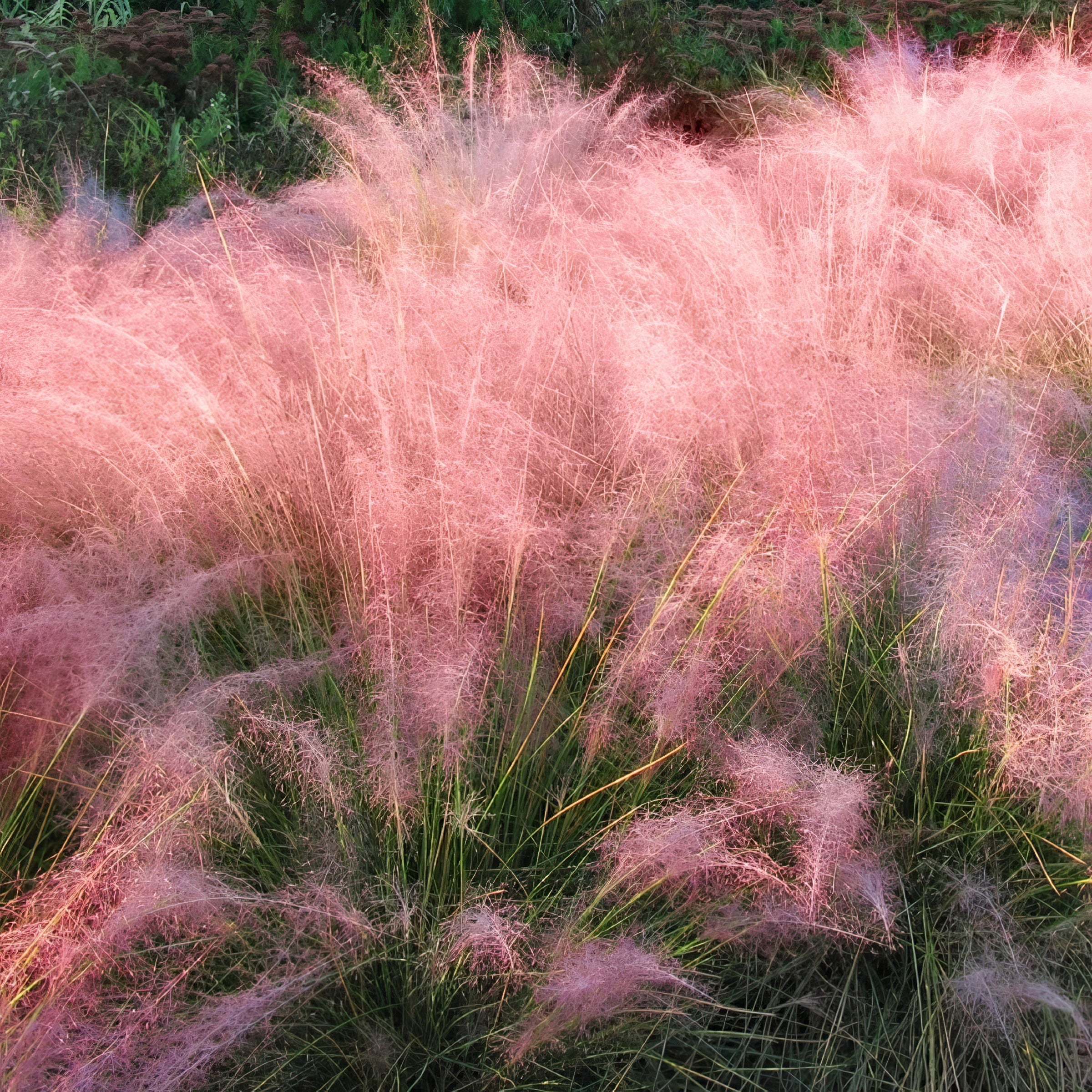 Pink Muhly Grass - 4" Pot - Plant with Purpose® Collection