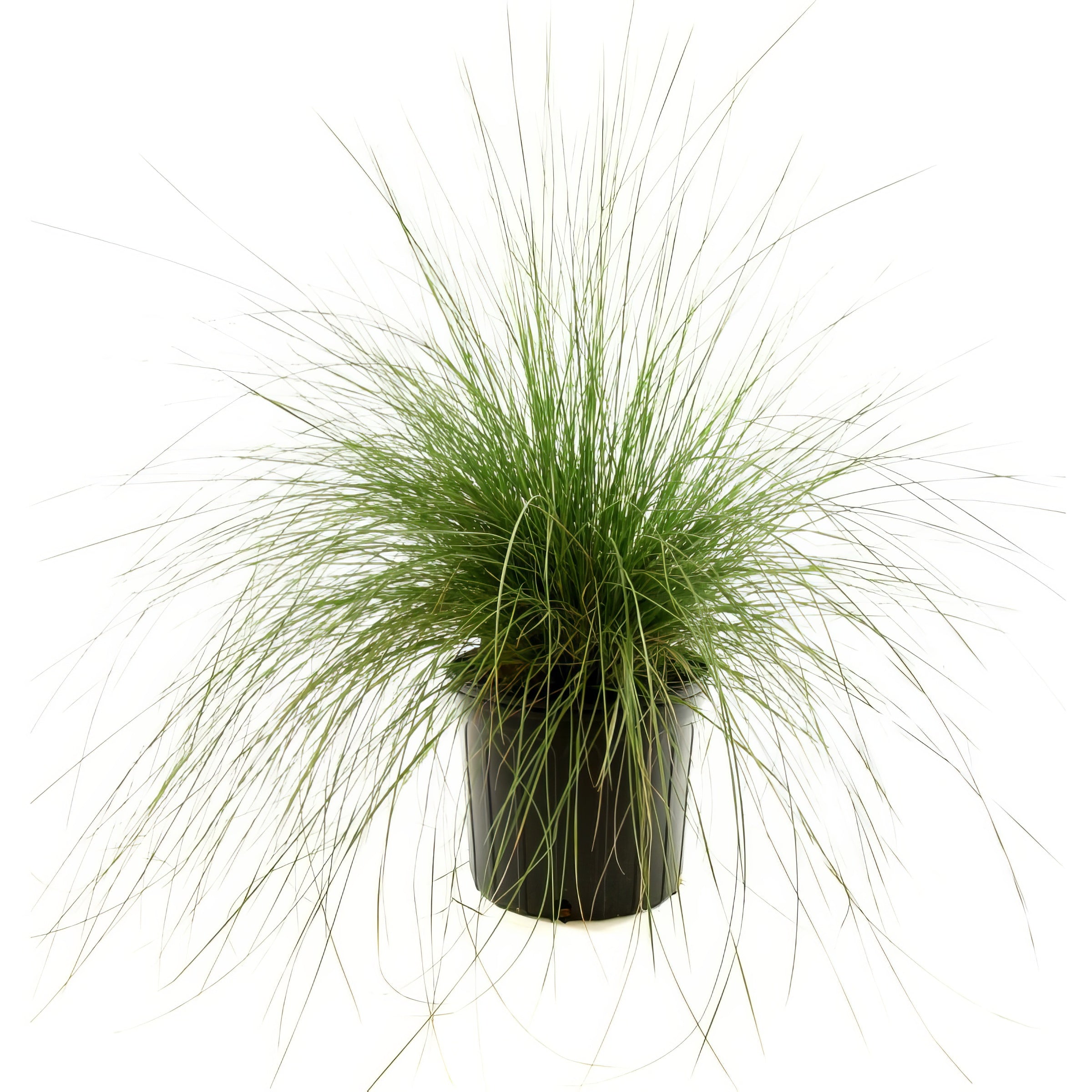 Pink Muhly Grass - 4" Pot - Plant with Purpose® Collection