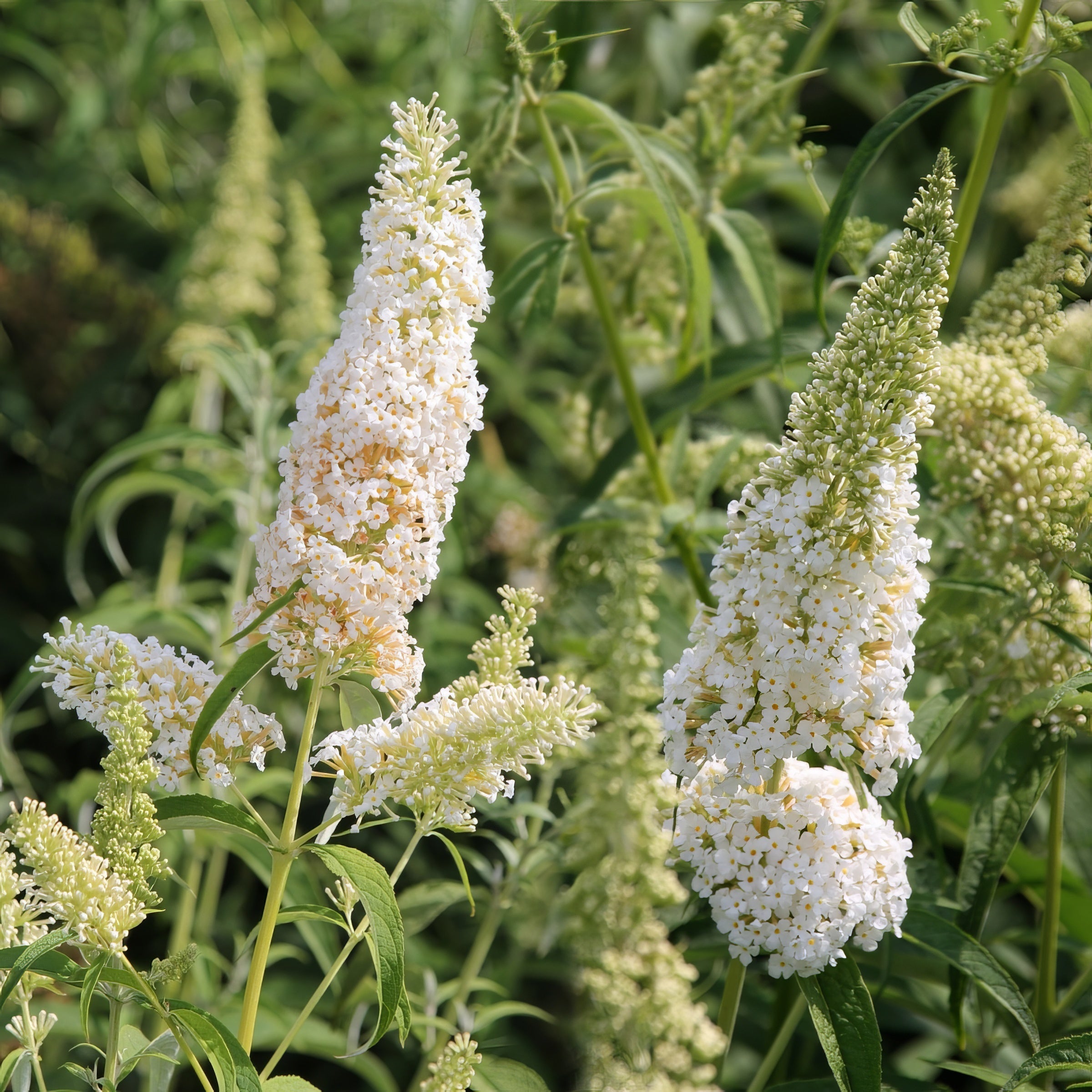 Buddleia 'White Profusion' - 1G Pot