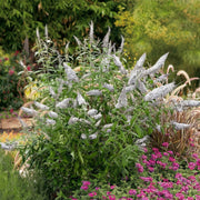Buddleia 'White Profusion' - 1G Pot