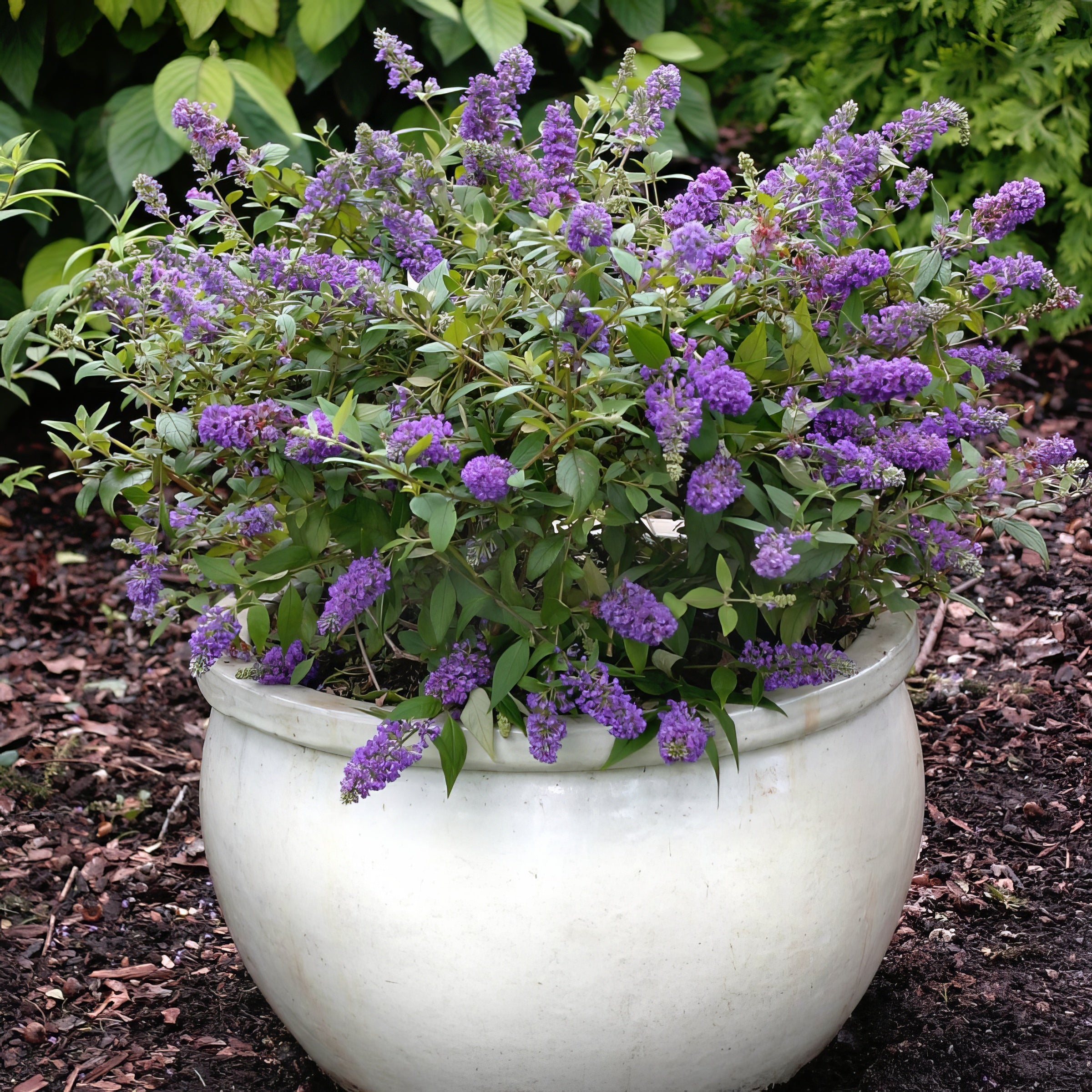 Buddleia 'Lochinch' Butterfly Bush- 1 Gallon Pot