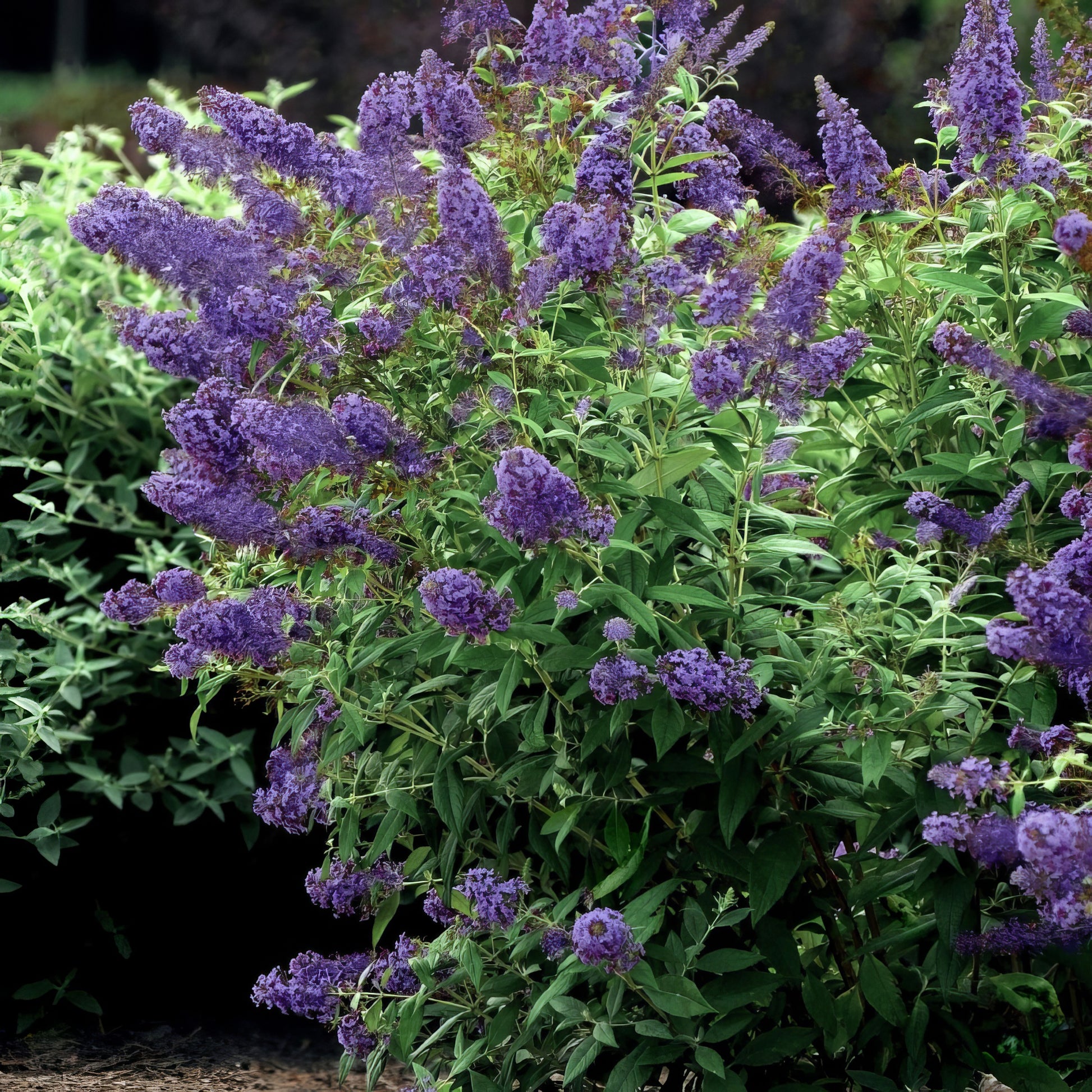 can you plant butterfly bush in a pot Buddleia 'Lochinch' Butterfly Bush- 1 Gallon Pot – Cottage Farms