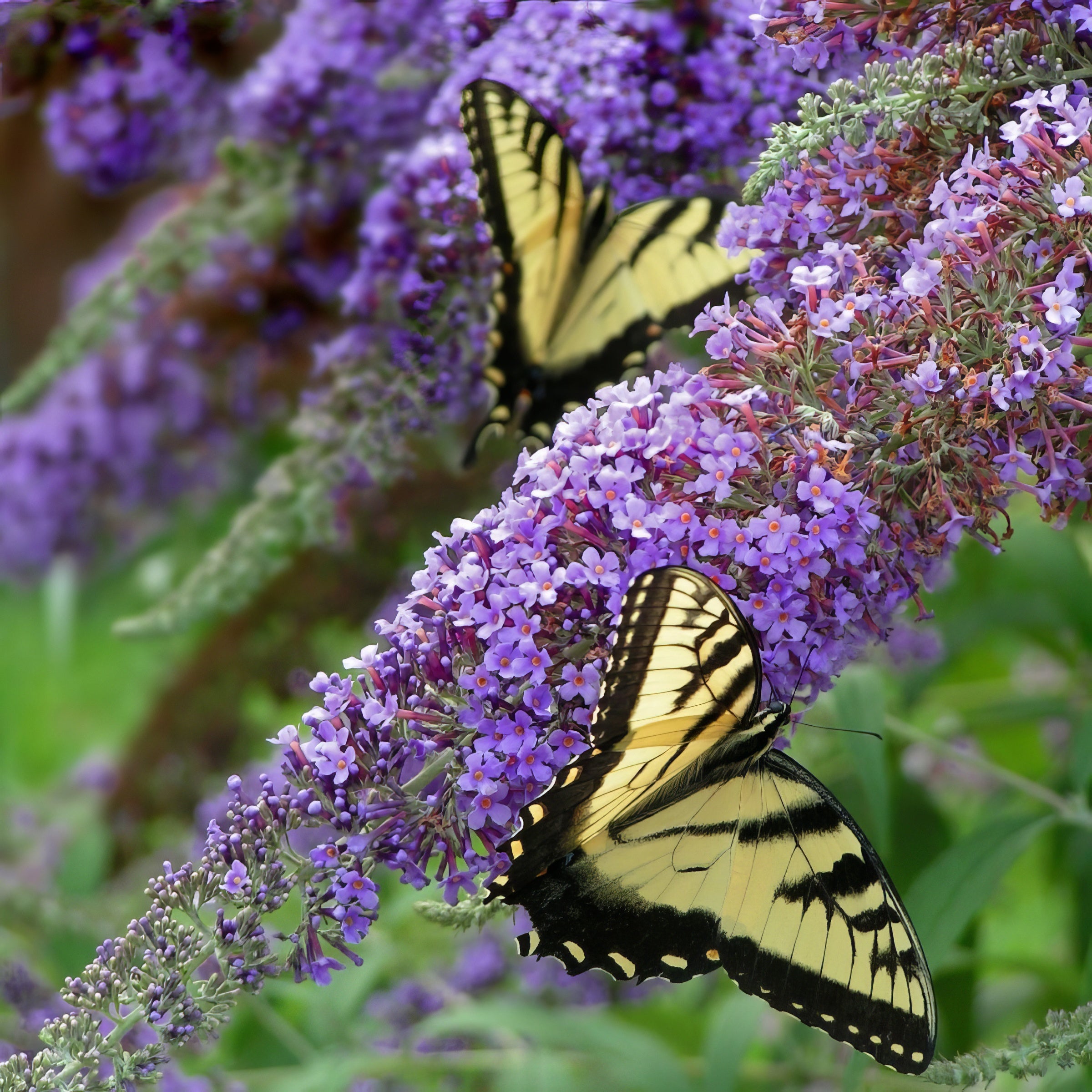 Buddleia 'Lochinch' Butterfly Bush- 1 Gallon Pot