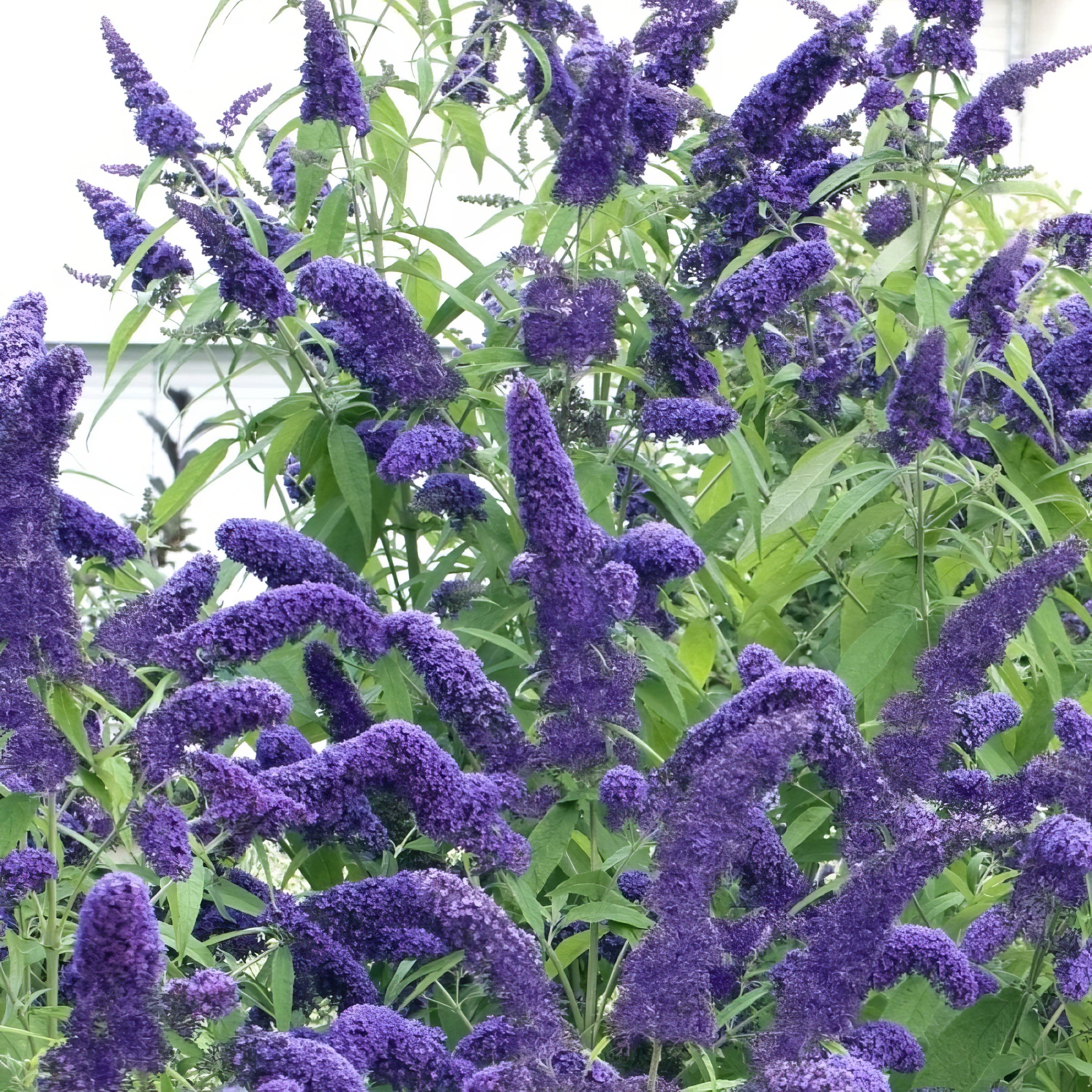 Cottage Farms Direct