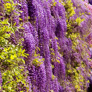 Wisteria 'Black Dragon' - 1 Gallon (PICK UP ONLY)