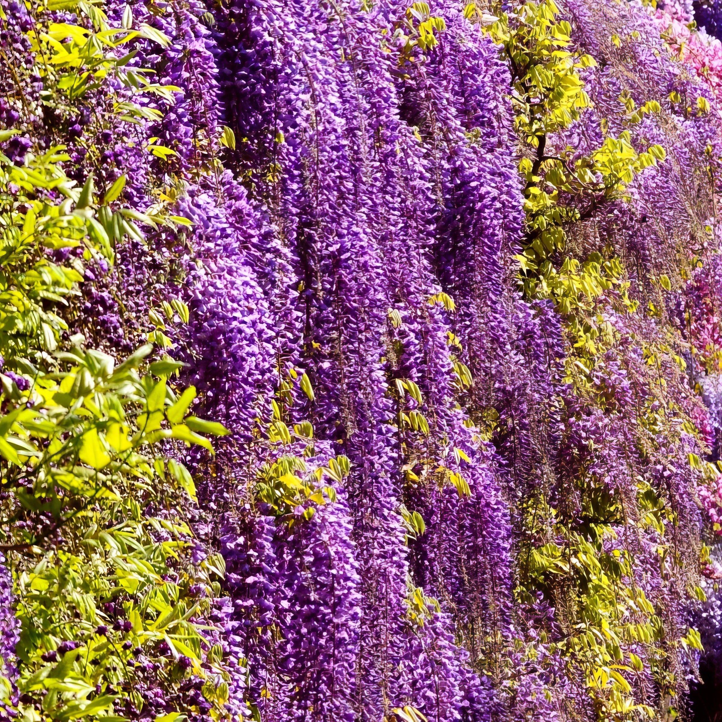 Wisteria 'Black Dragon' - 1 Gallon (PICK UP ONLY)