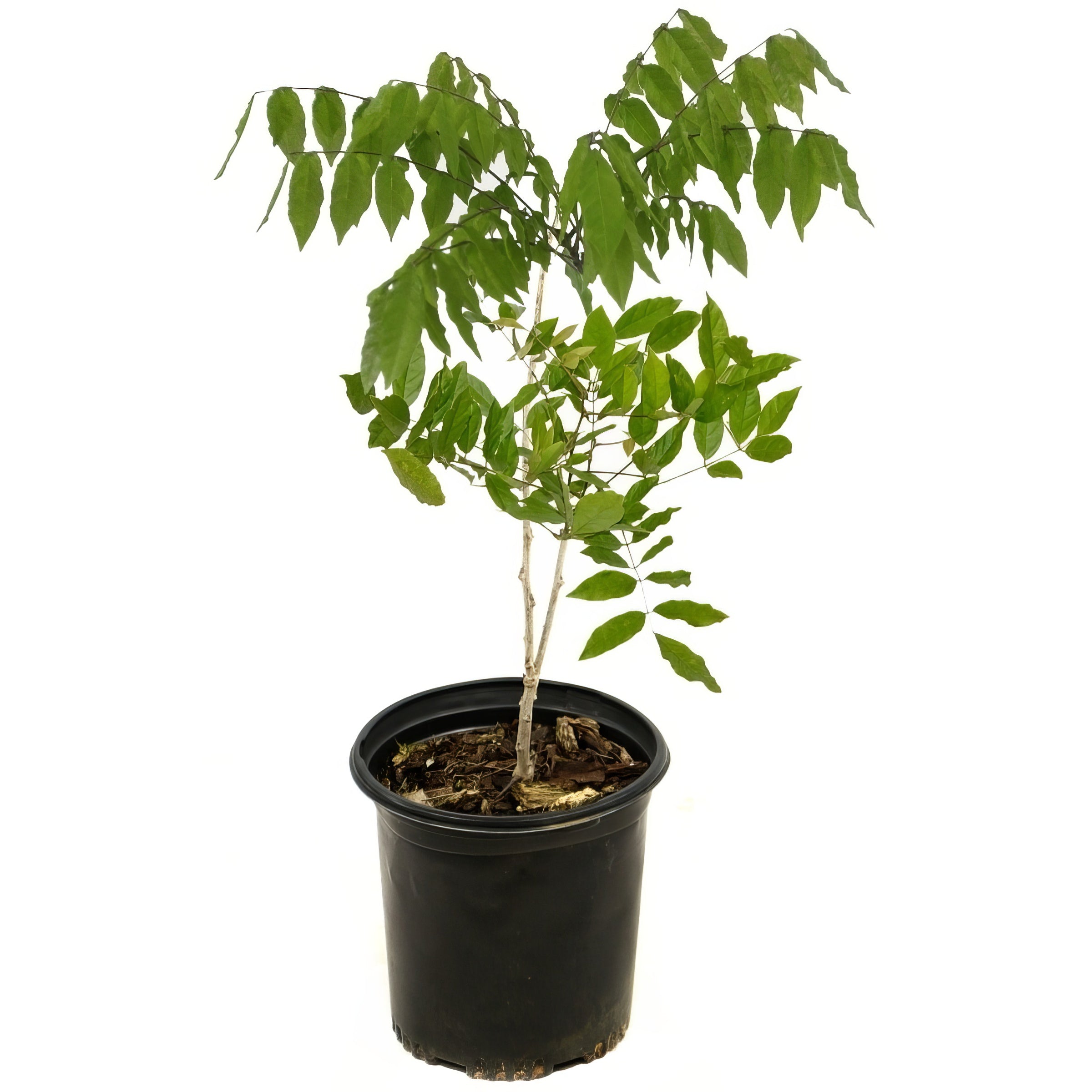 Wisteria 'Black Dragon' - 1 Gallon (PICK UP ONLY)