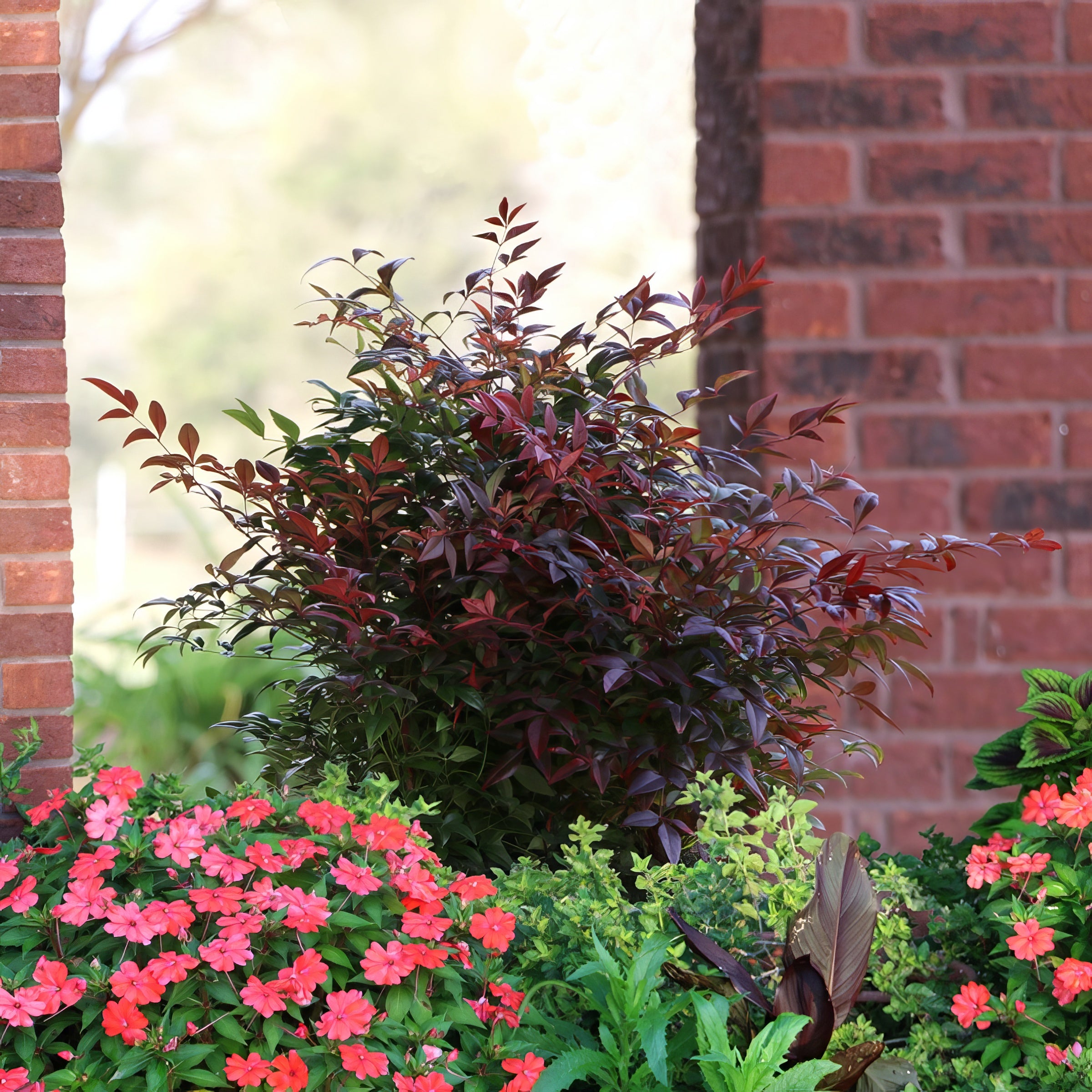 Nandina 'Gulf Stream' Heavenly Bamboo - 1 Gallon Pot