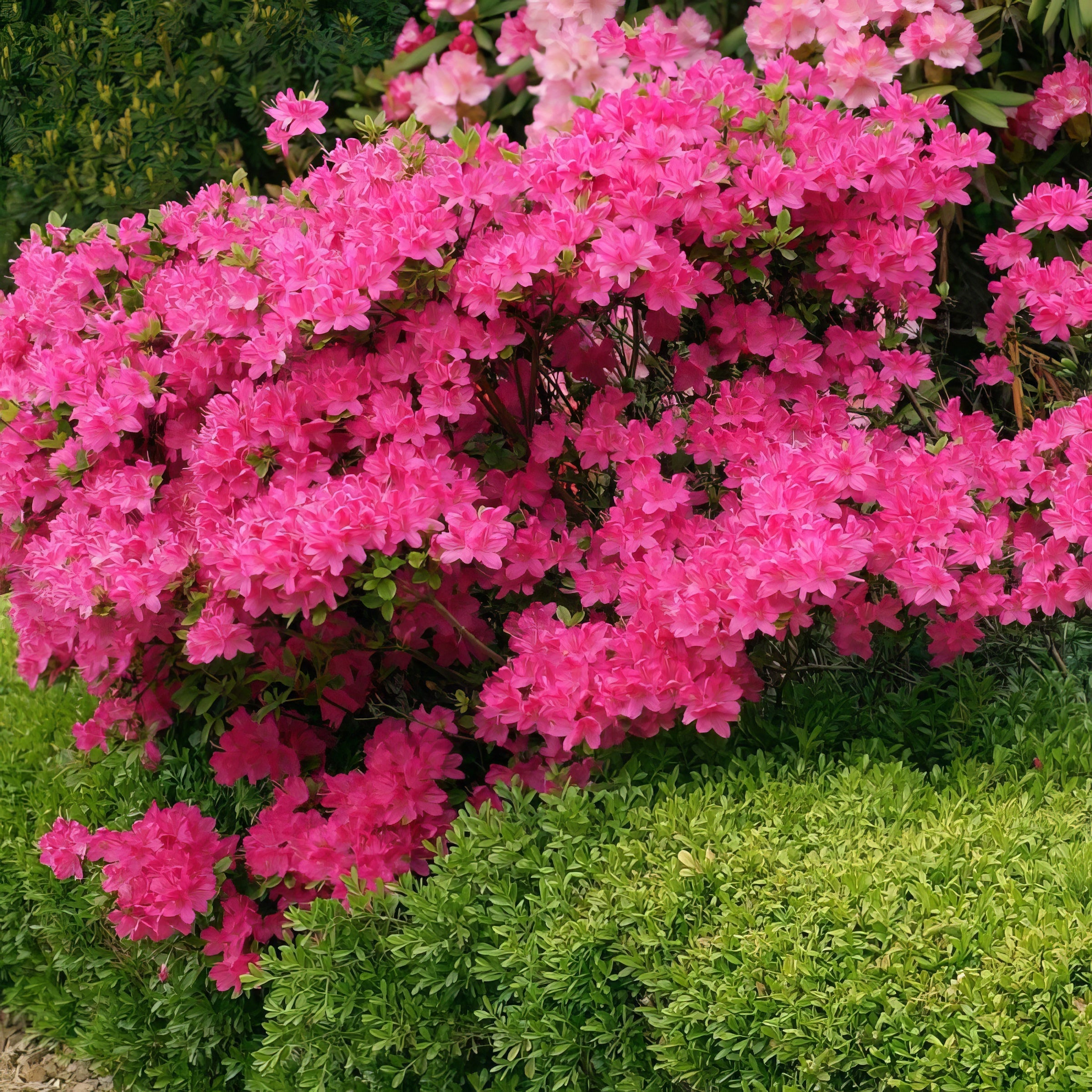 381_Floramore_Azalea_Pink_02_b