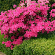 FlorAmore Hot Pink Reblooming Azalea - 3G Pot