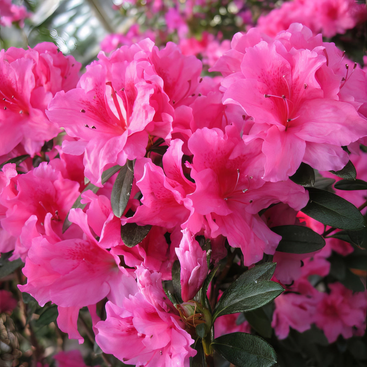 Rhododendron, FlorAmore Pink Reblooming Azalea - 3 Gallon Pot