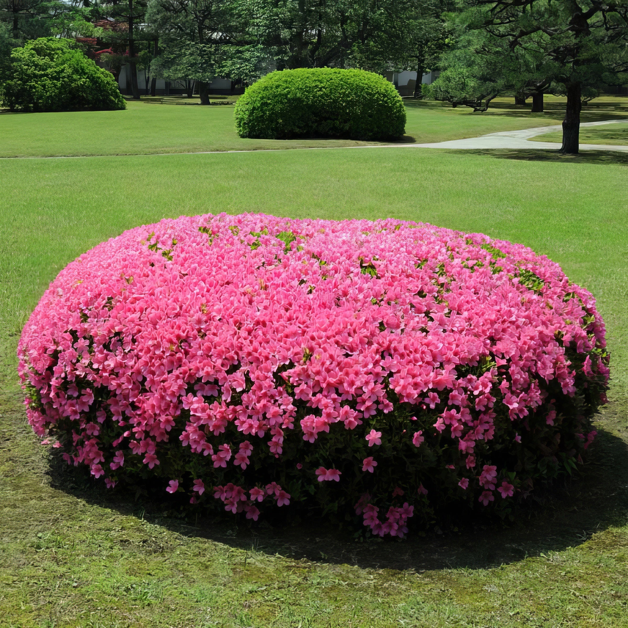 Rhododendron, FlorAmore Pink Reblooming Azalea - 3G Pot