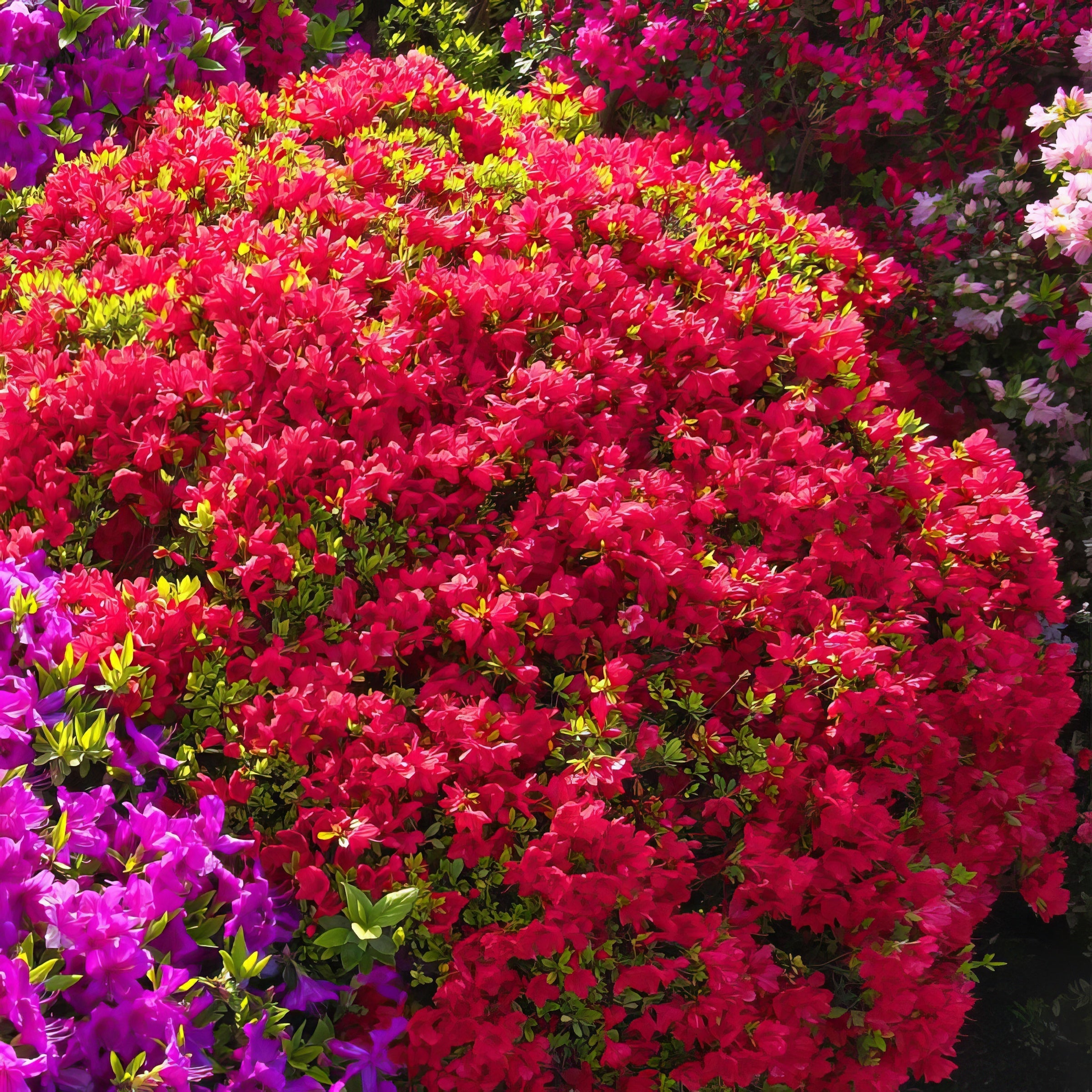 FlorAmore Red Reblooming Azalea - 3 Gallon Pot, THE BIG PLANT SALE