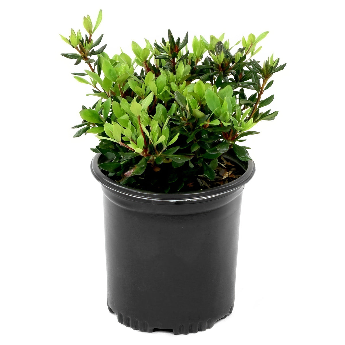Rhododendron, FlorAmore Pink Reblooming Azalea - 3 Gallon Pot