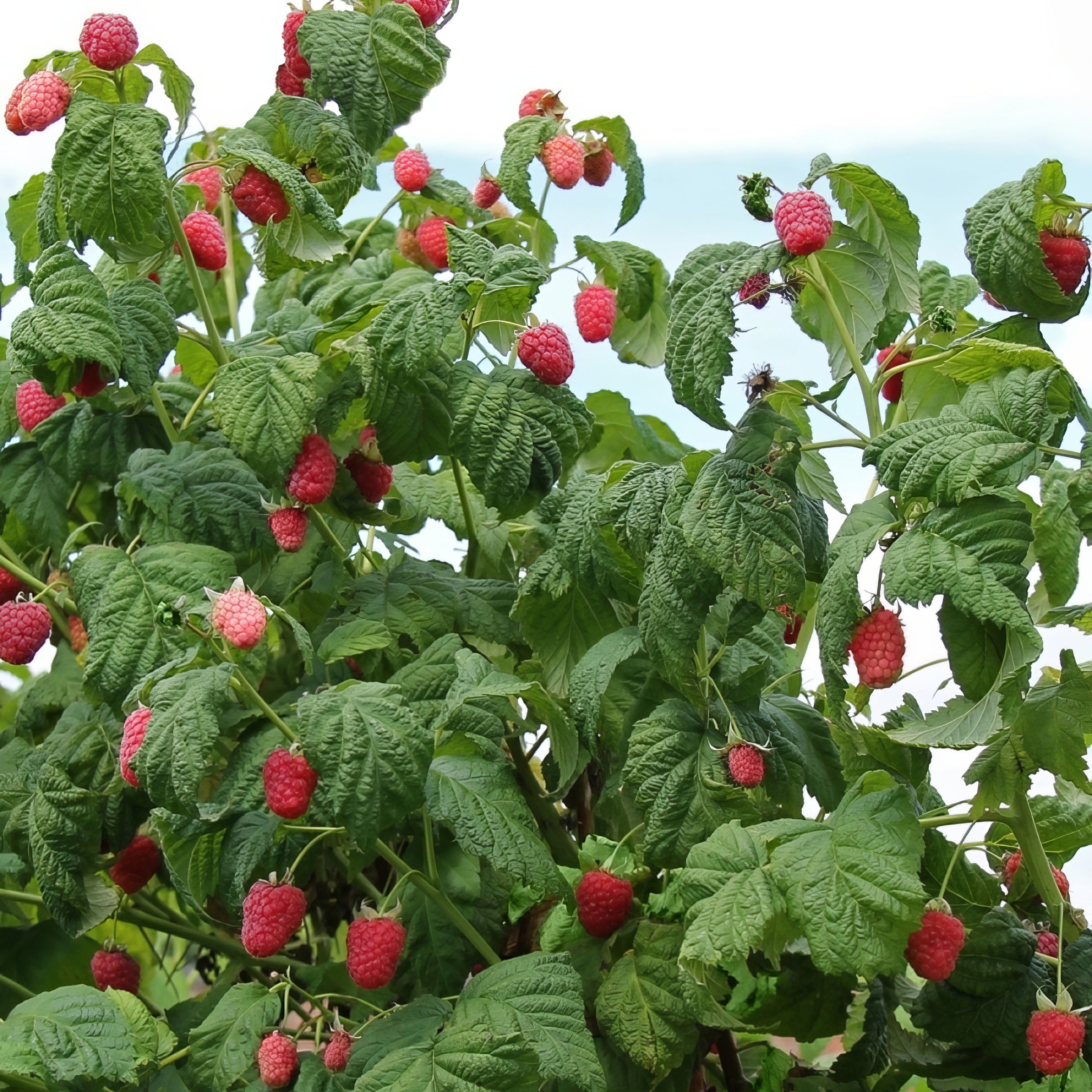 Rubus, Summerlong Red Raspberry - 1 Gallon Pot