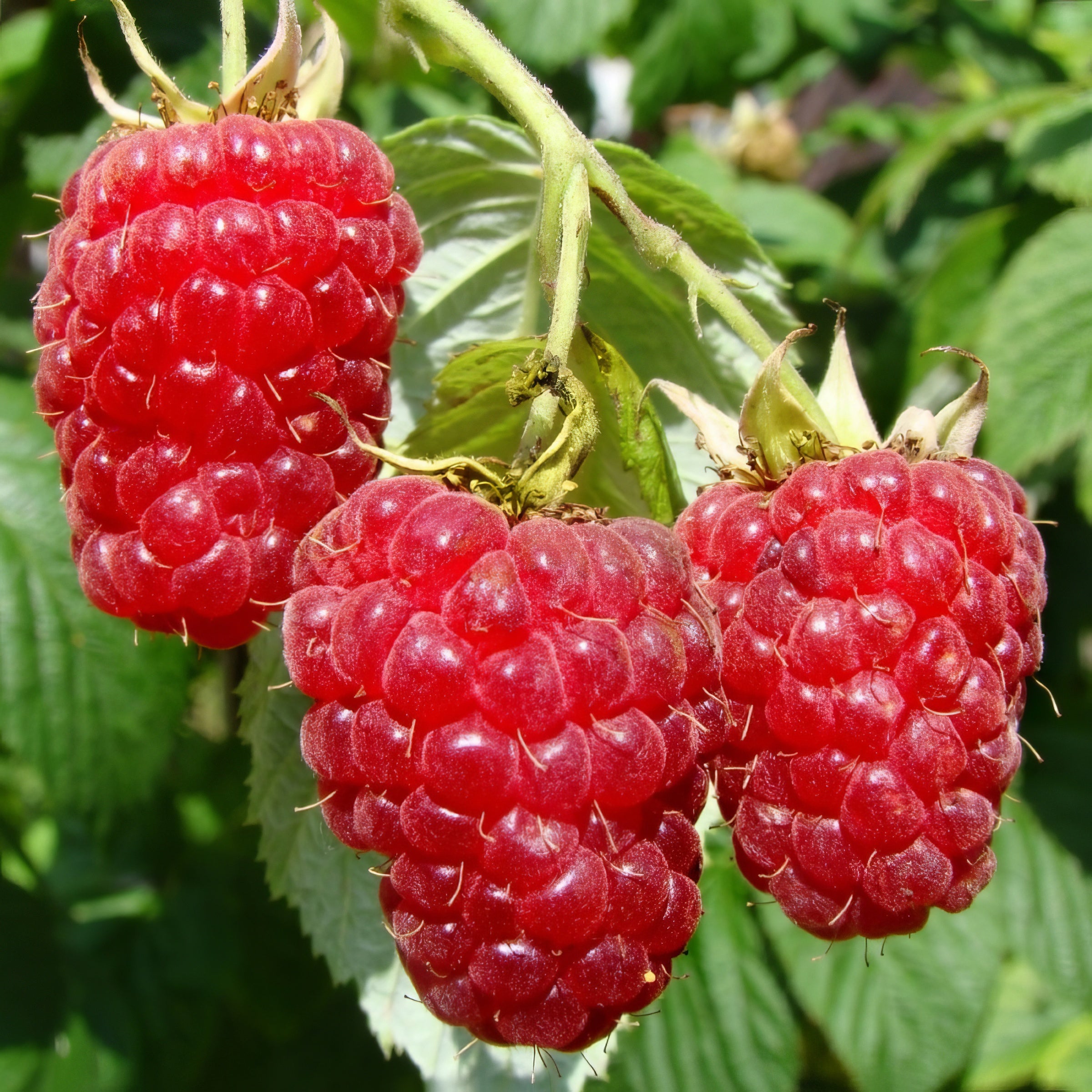 Rubus, Summerlong Red Raspberry - 1 Gallon Pot – Cottage Farms