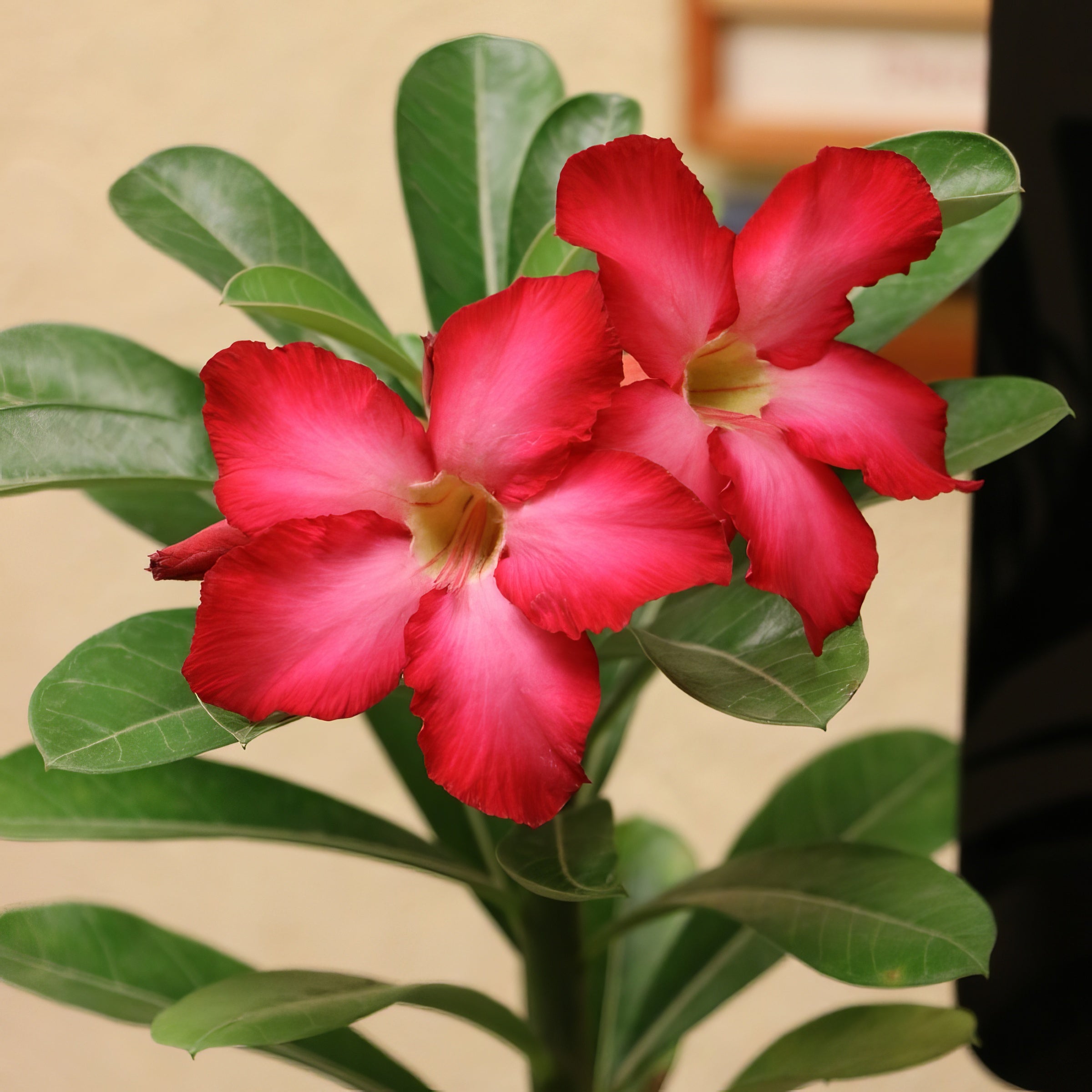 Red Desert Rose - 4" Pot, SPRING PREORDER