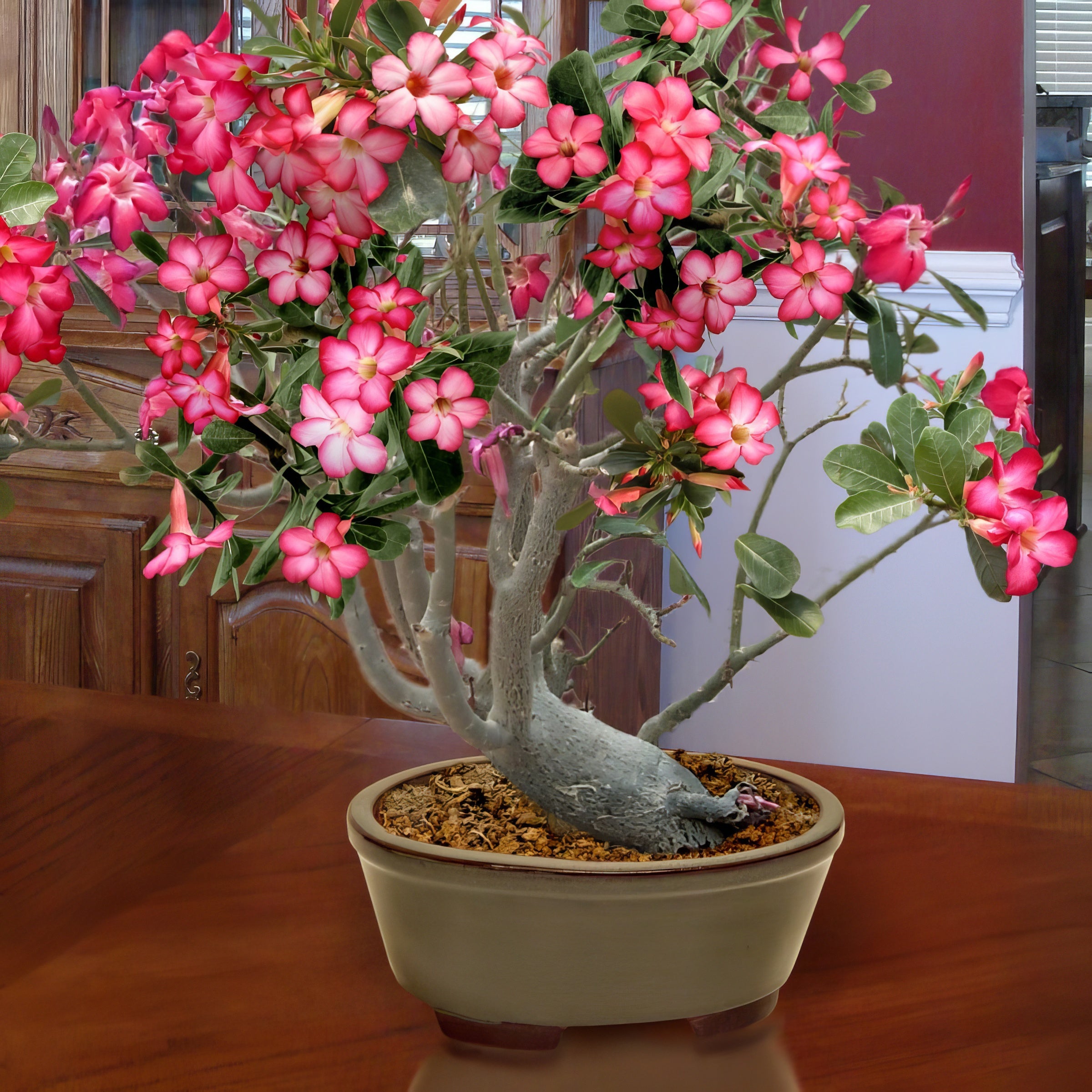 Red Desert Rose - 4" Pot, SPRING PREORDER
