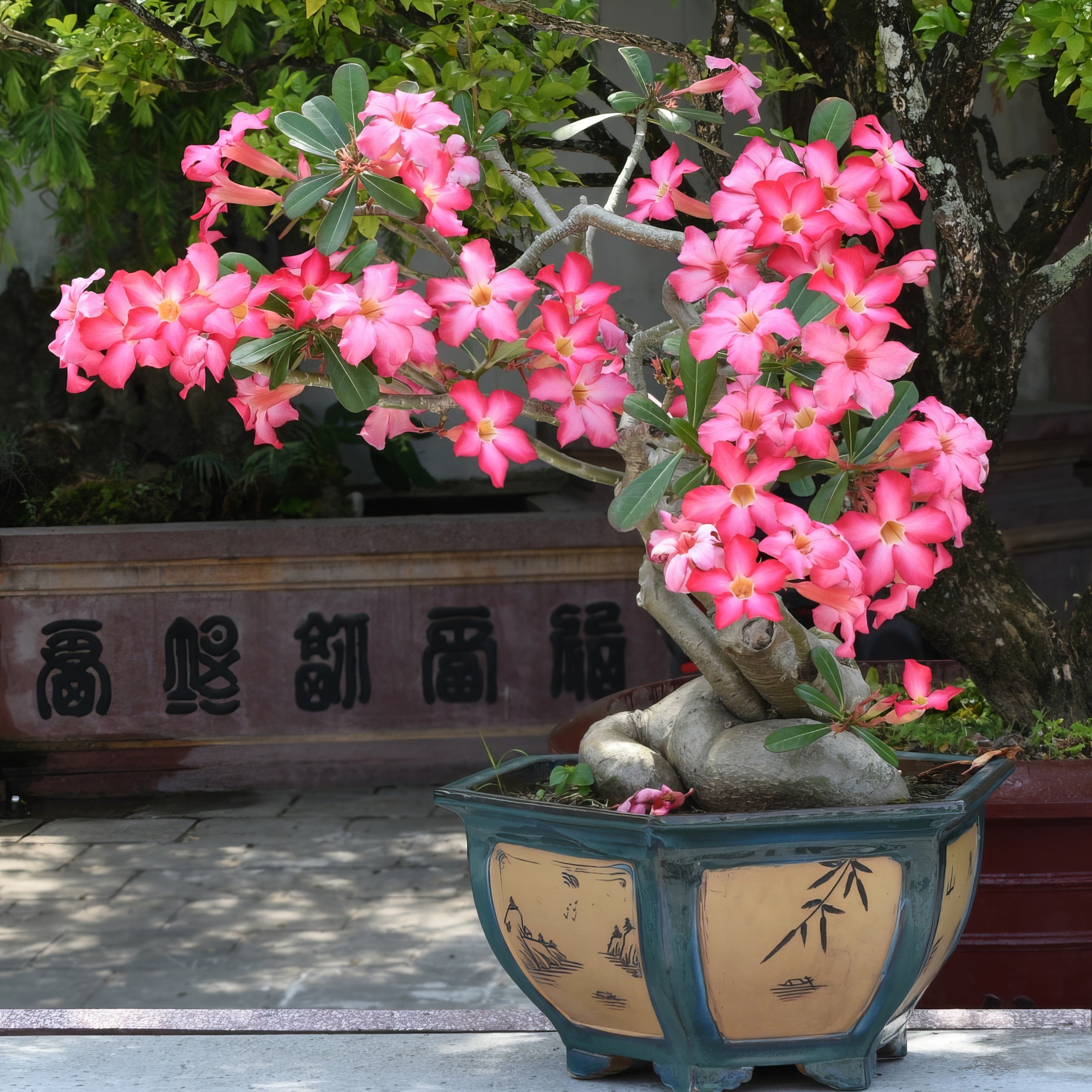 Pink Desert Rose - 4" Pot, SPRING PREORDER