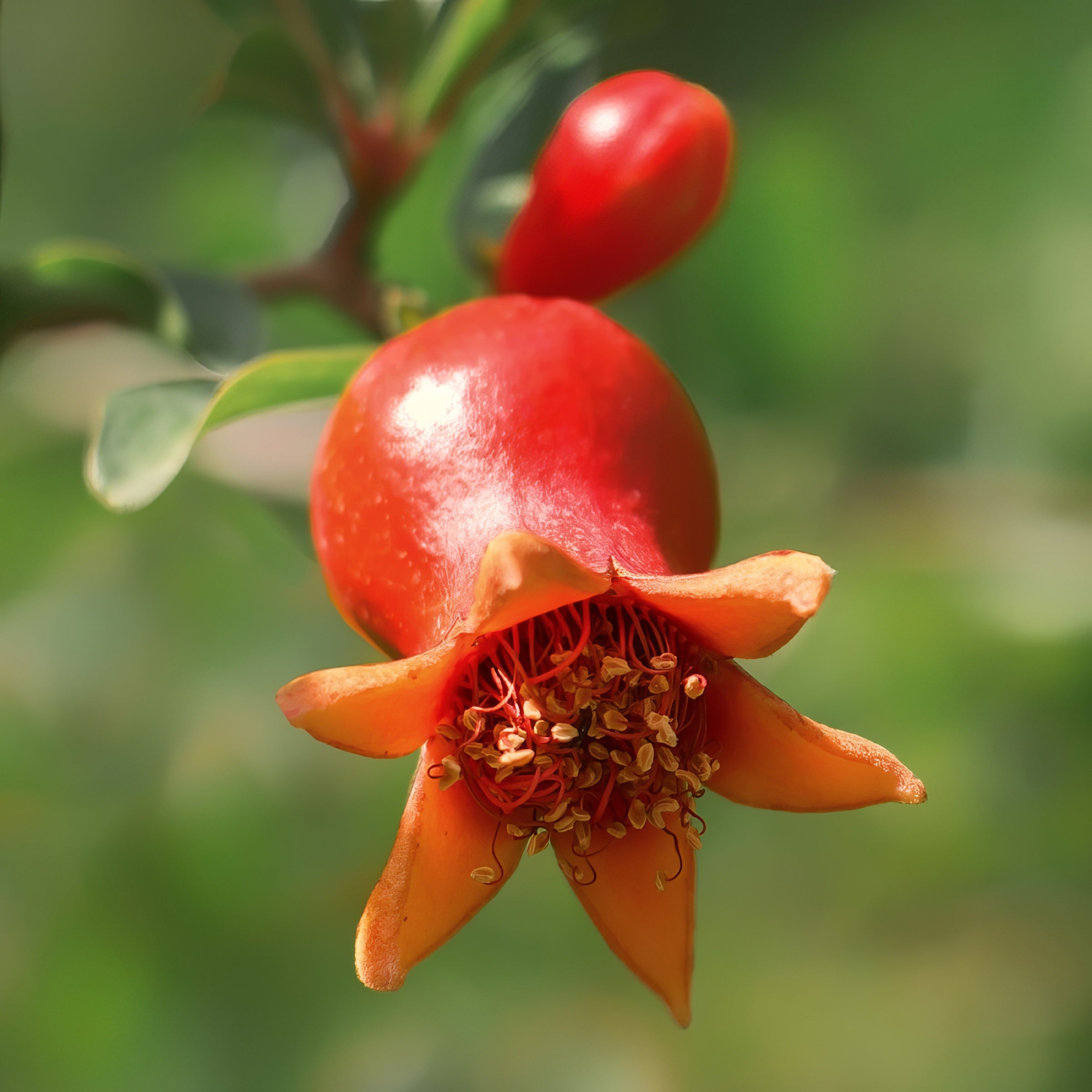 Punica Dwarf Pomegranate- Trade Gallon Pot, THE BIG PLANT SALE
