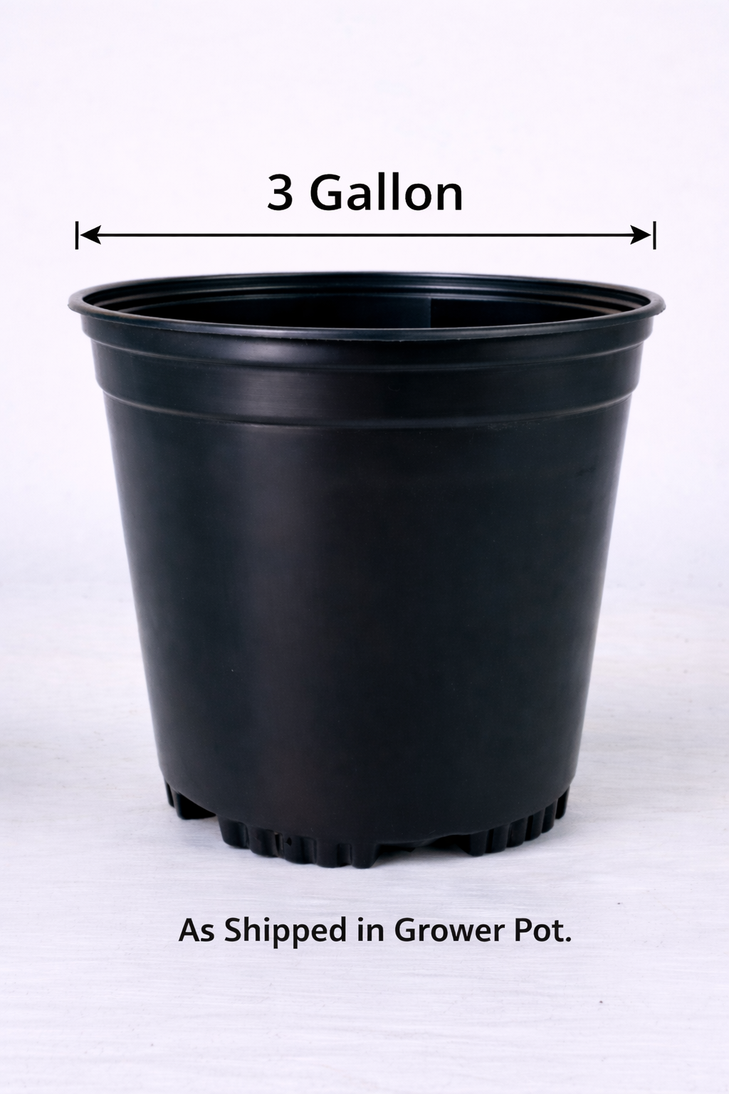 Olea europaea Olive 'Wilsonii' TREE - 3 Gallon Pot