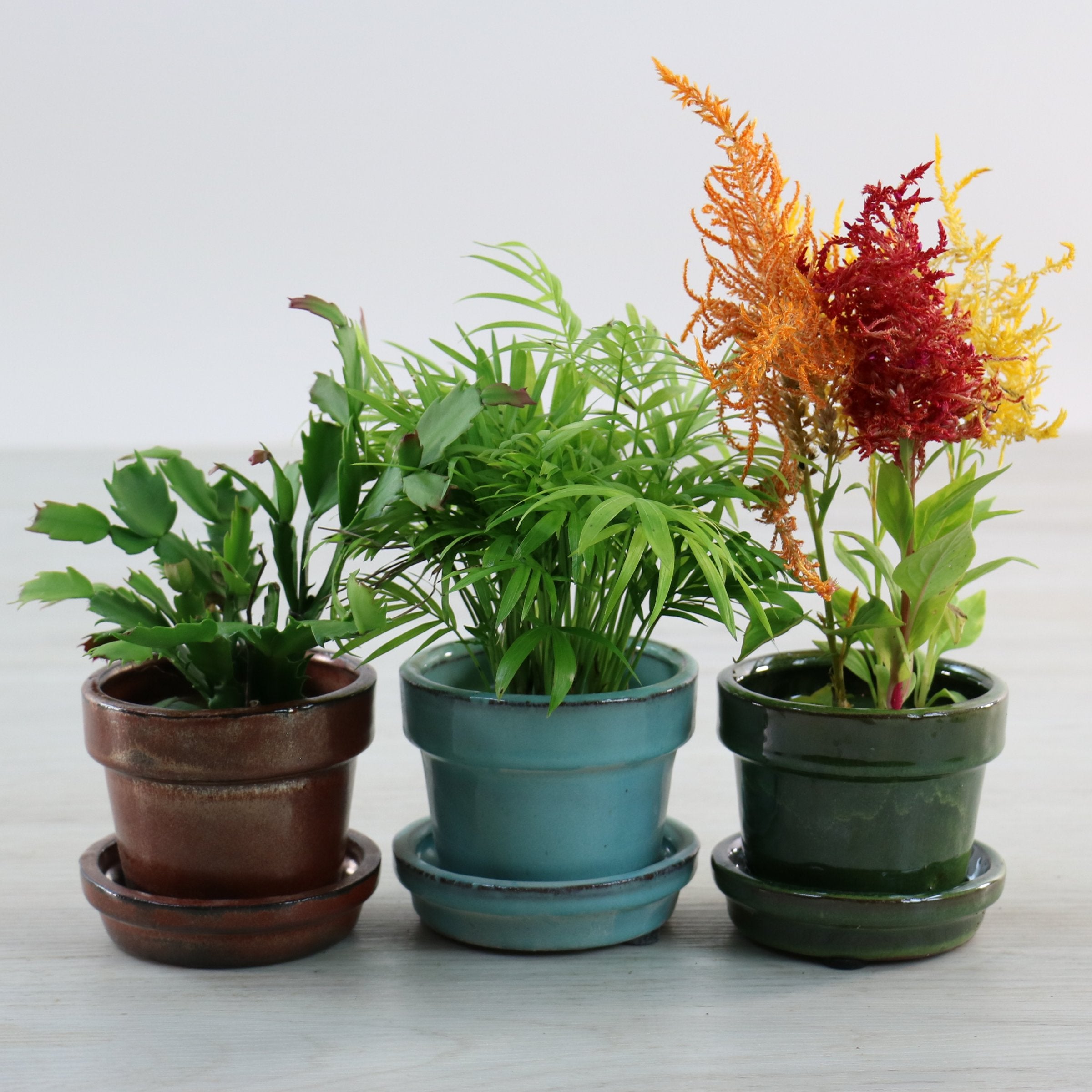 Cottage Farms Direct