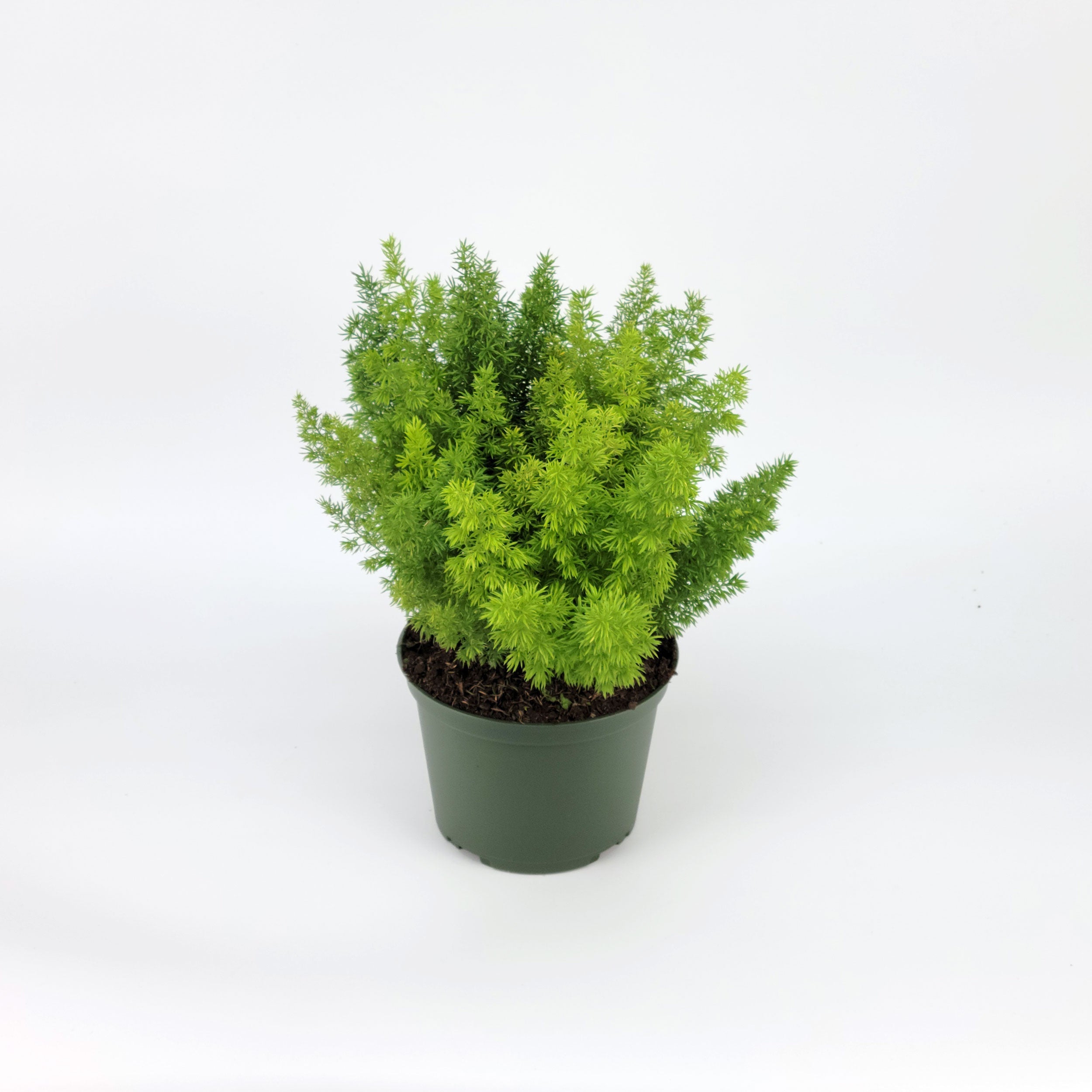 Asparagus densiflorus Sprengeri (Foxtail Fern), 10" Hanging Pot