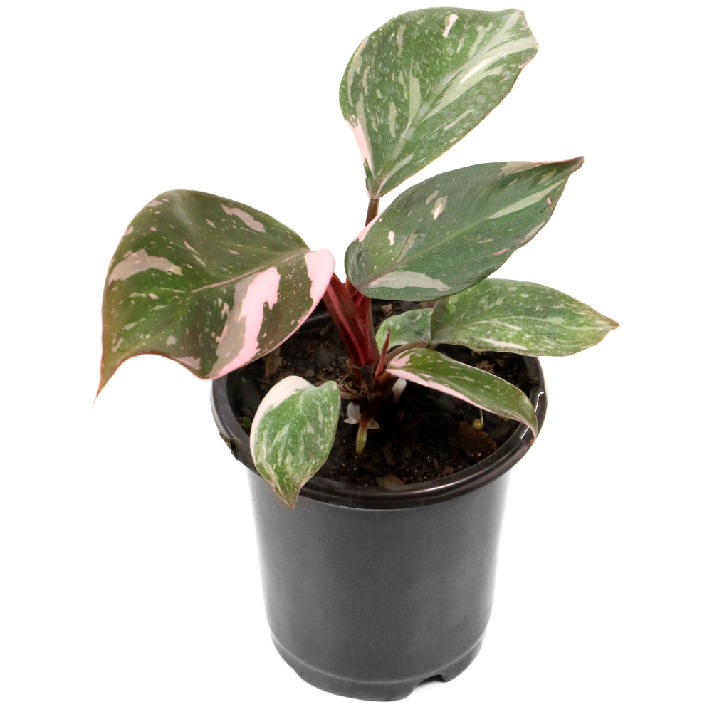 Pink Princess Philodendron - 4" Pot