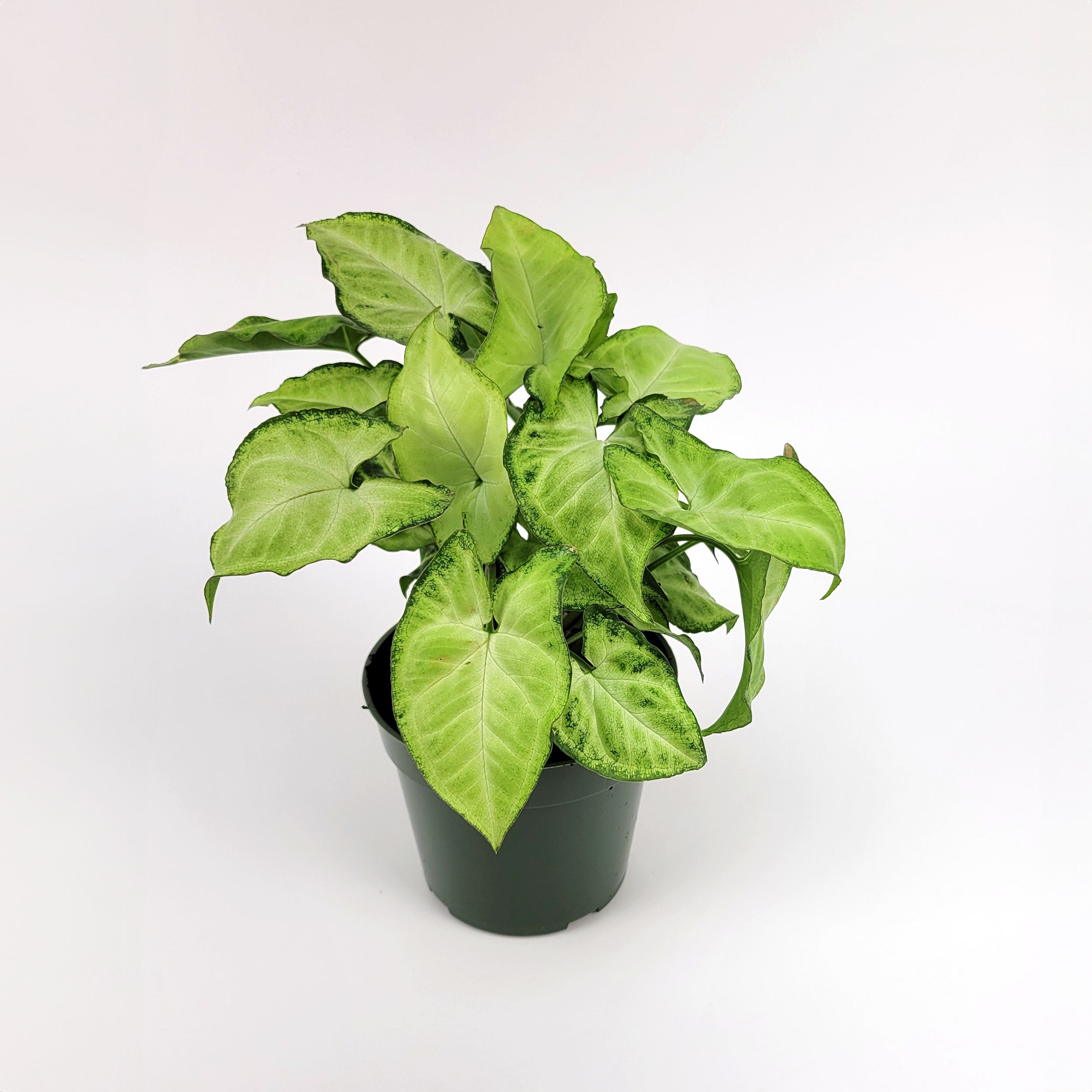 Syngonium 'White Butterfly' - 4" Pot