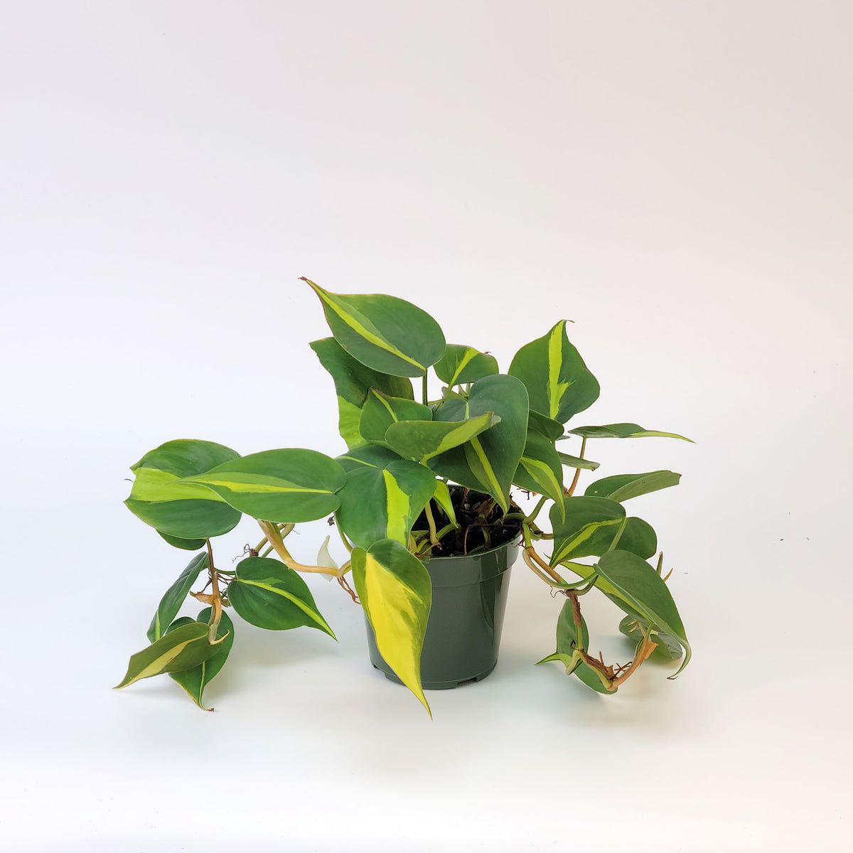 Philodendron hederaceum ‘Brasil’ – 5.5" Pot