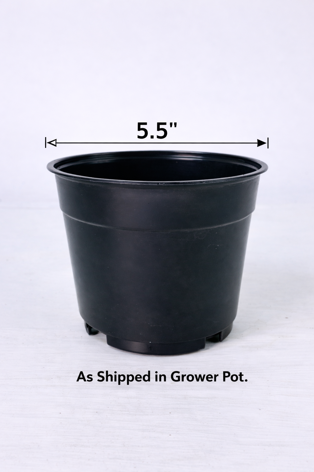 Krimson Queen Wax Plant - 5.5" Pot