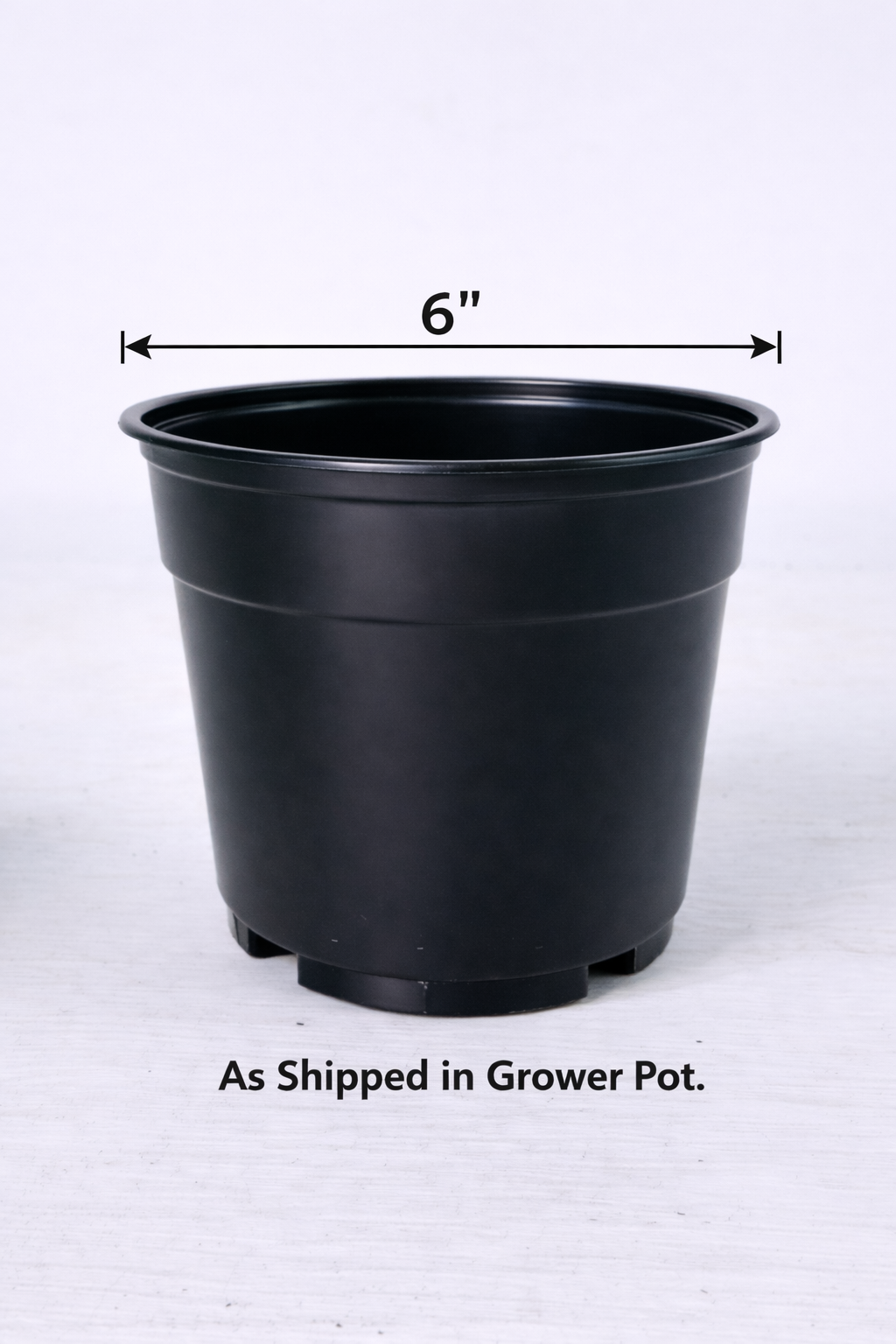 Marble Queen Pothos - 6" Pot