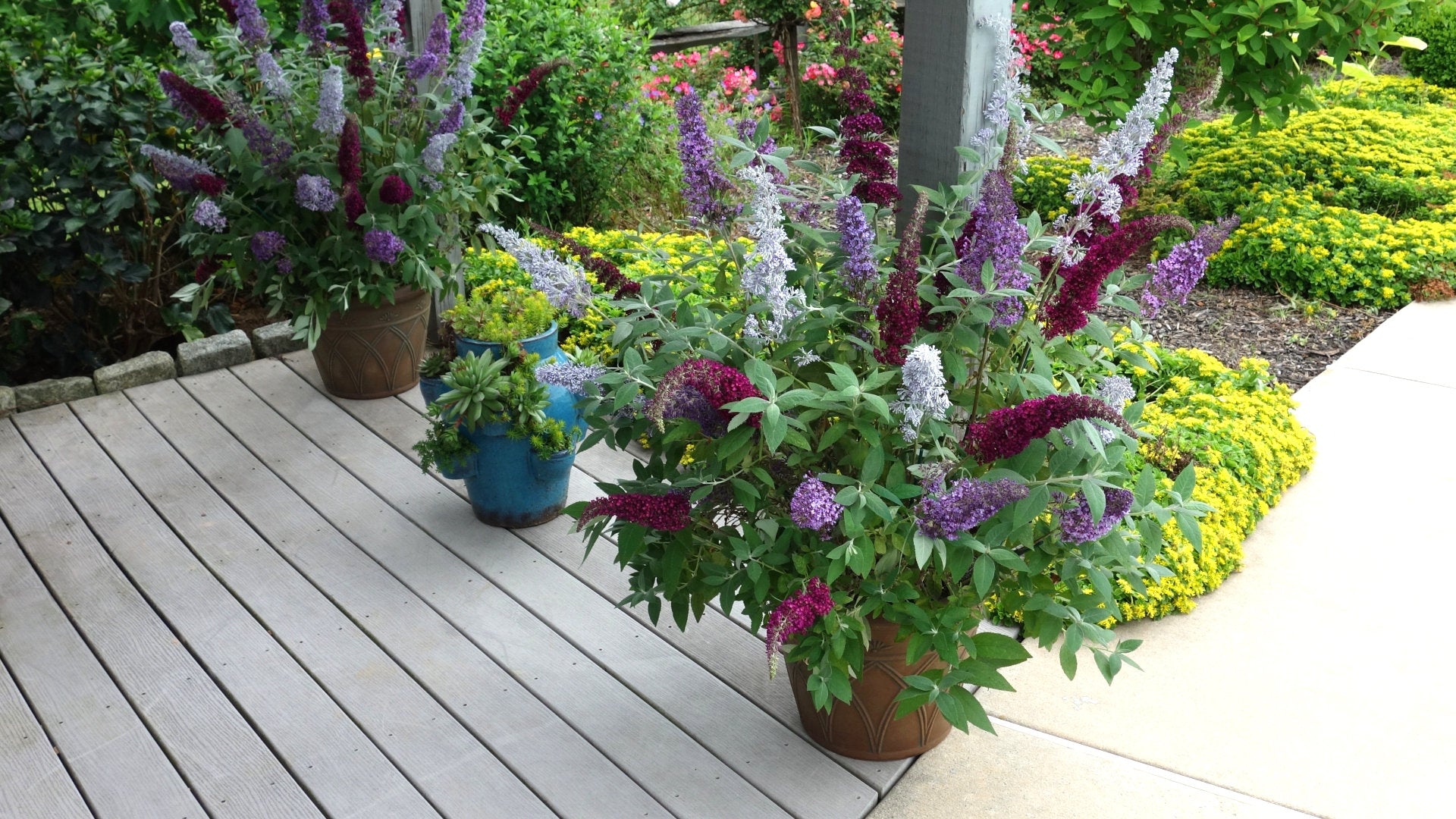 3-N-1 Buzz™ Butterfly Bush - 1 Gallon Pot, SPRING PREORDER