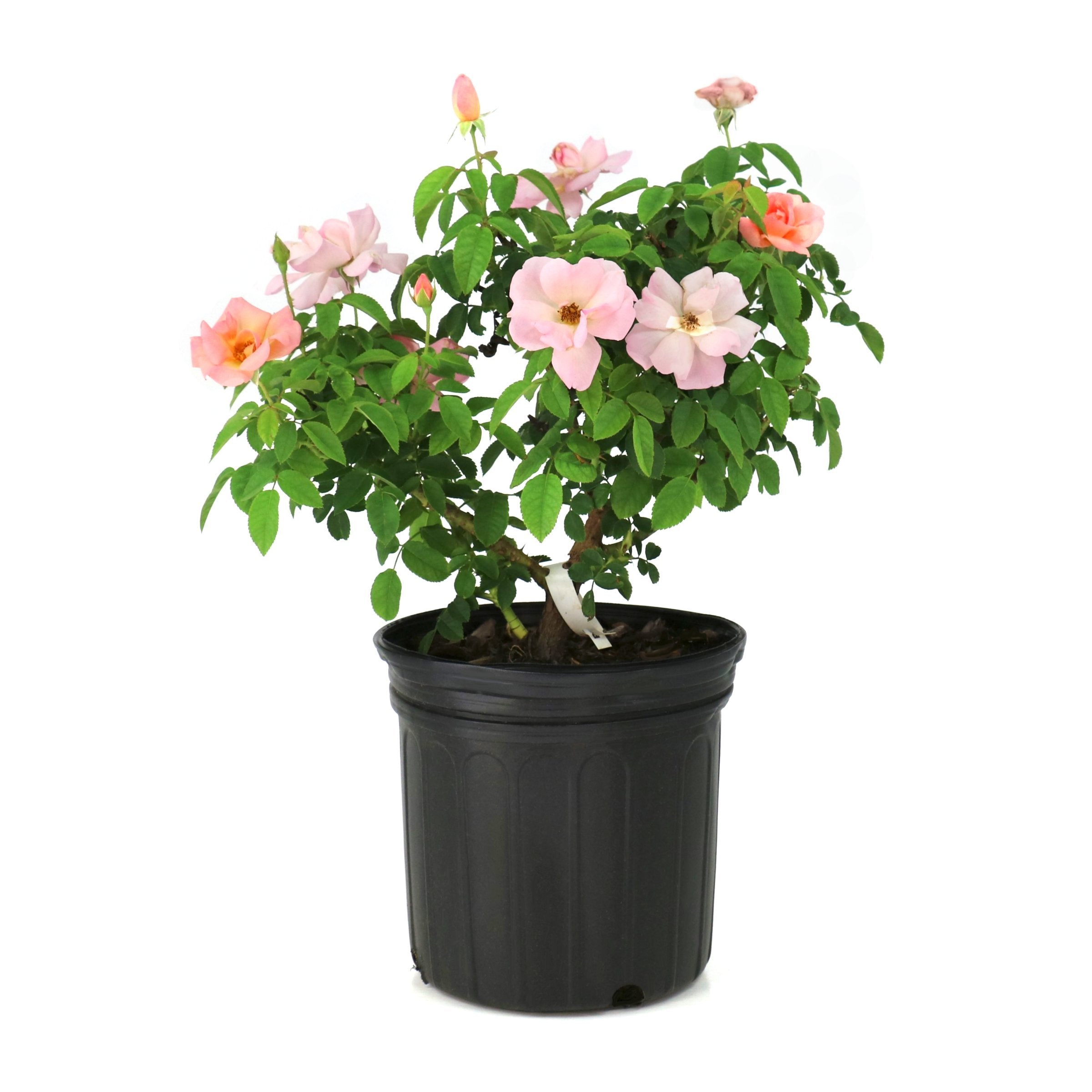 Rosa, Peachy Knock Out® Rose - 1 Gallon Pot (PICK UP SALE)
