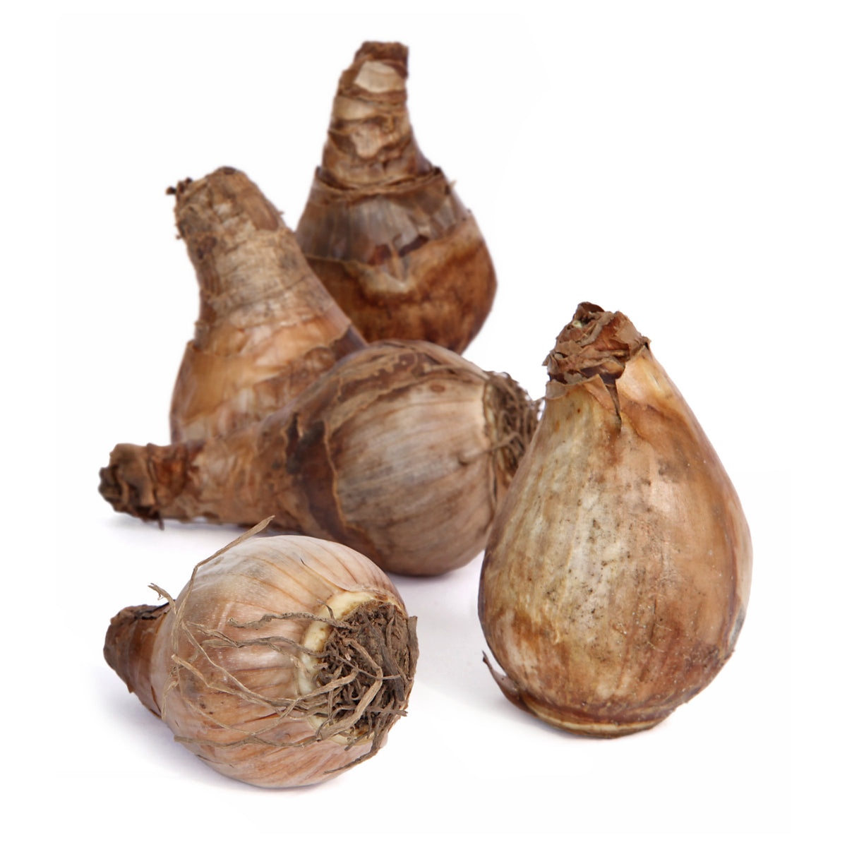 Daffodil Dutch Master Bulbs - 10 Bulbs
