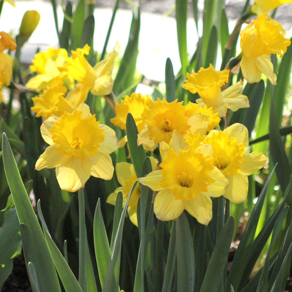 Daffodil Dutch Master Bulbs - 10 Bulbs
