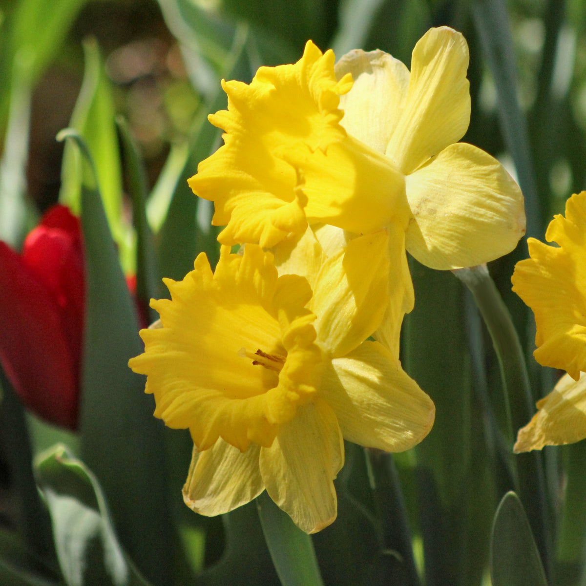Daffodil Dutch Master Bulbs - 10 Bulbs