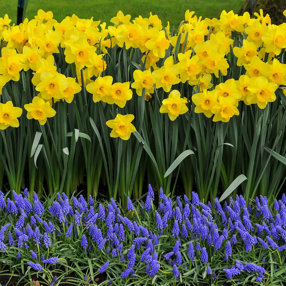 Daffodil Dutch Master Bulbs - 10 Bulbs