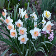 Daffodil Pink Charm Bulbs - 10 Bulbs