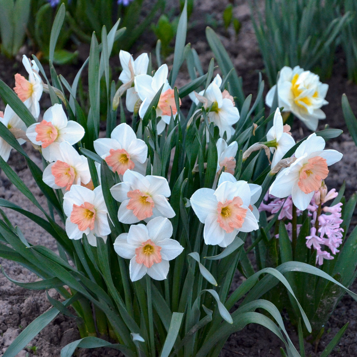 Daffodil Pink Charm Bulbs - 10 Bulbs