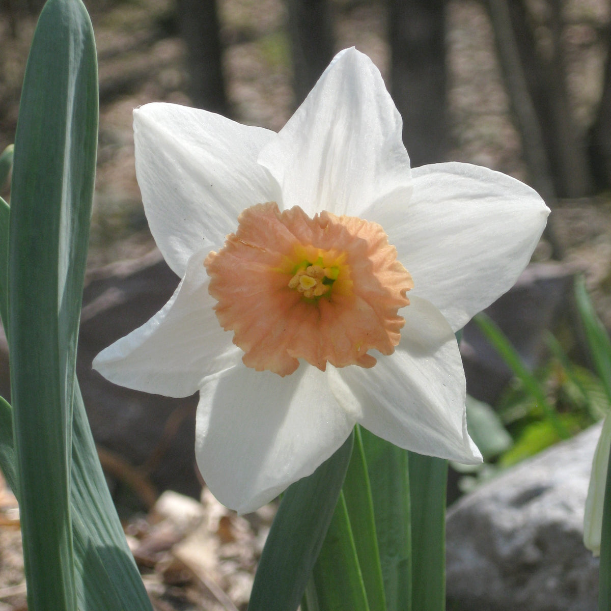 Daffodil Pink Charm Bulbs - 10 Bulbs