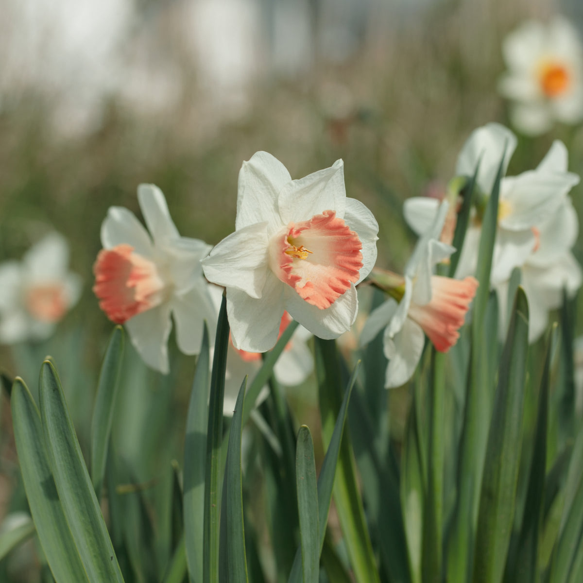 Daffodil Pink Charm Bulbs - 10 Bulbs