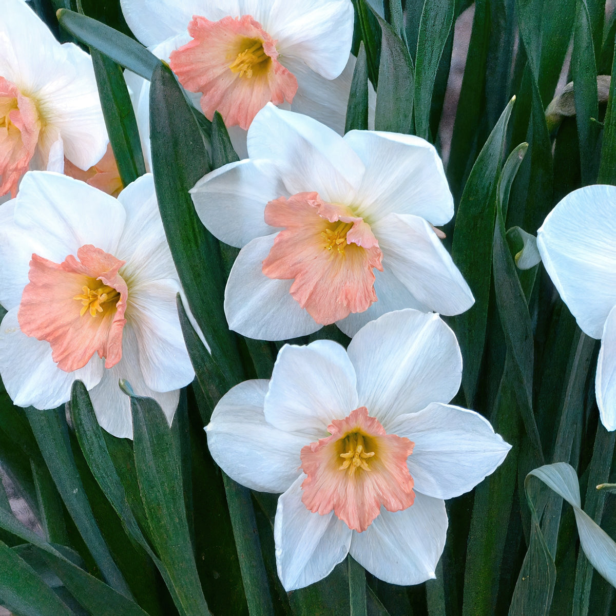 Daffodil Pink Charm Bulbs - 10 Bulbs