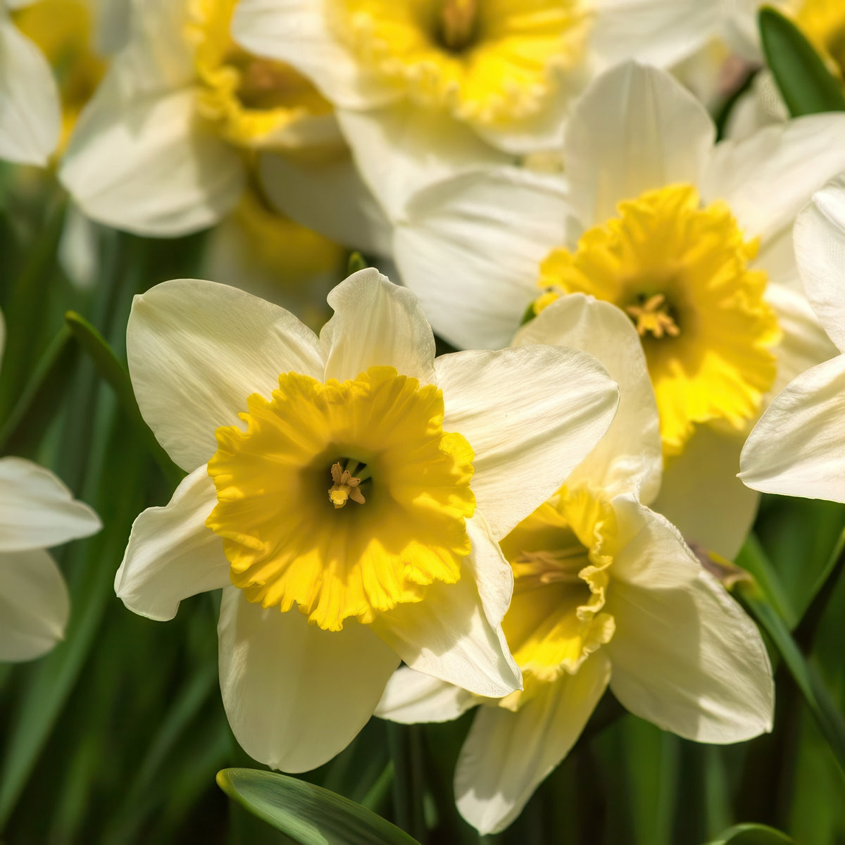 Daffodil Ice Follies Bulbs - 10 Bulbs